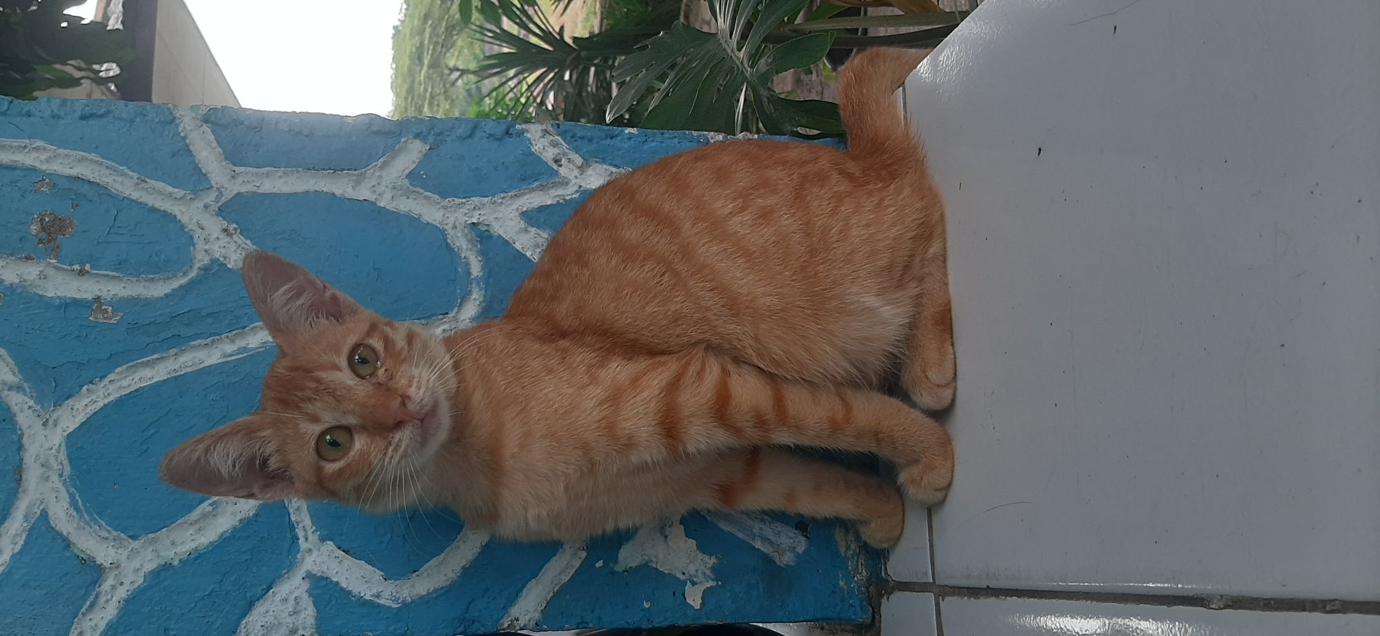 An orange tabby cat is sitting on a white tiled surface in front of a blue wall with white wavy patterns. The cat is facing the camera, with its front paws tucked underneath its body. Its tail is curved to the right. In the background, there are green plants and trees, suggesting an outdoor setting. The image appears to have been taken during the daytime, with soft natural light. There is no indication of the specific location in the city of Jambi, Indonesia.