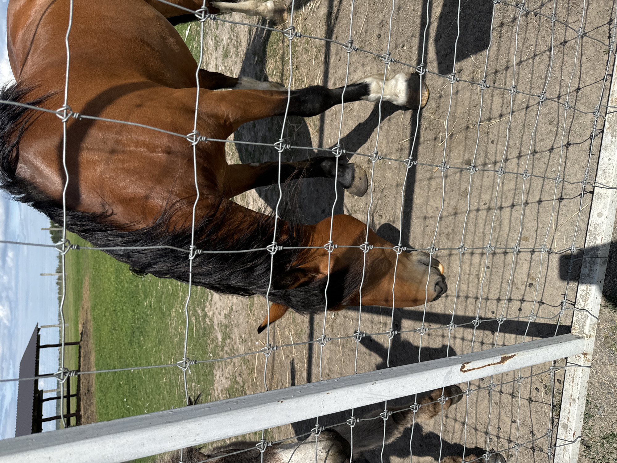 The image shows a brown horse with a black mane and tail, seen from the side. The horse is behind a wire fence. The horse's head is partially visible, with its mouth open. The background shows a grassy field, a dirt area, and a cloudy sky, suggesting it is daytime. There is a small structure with a roof in the distance. The scene appears to be a farm or an enclosure for animals. The image is oriented vertically, with the horse running from left to right across the frame.