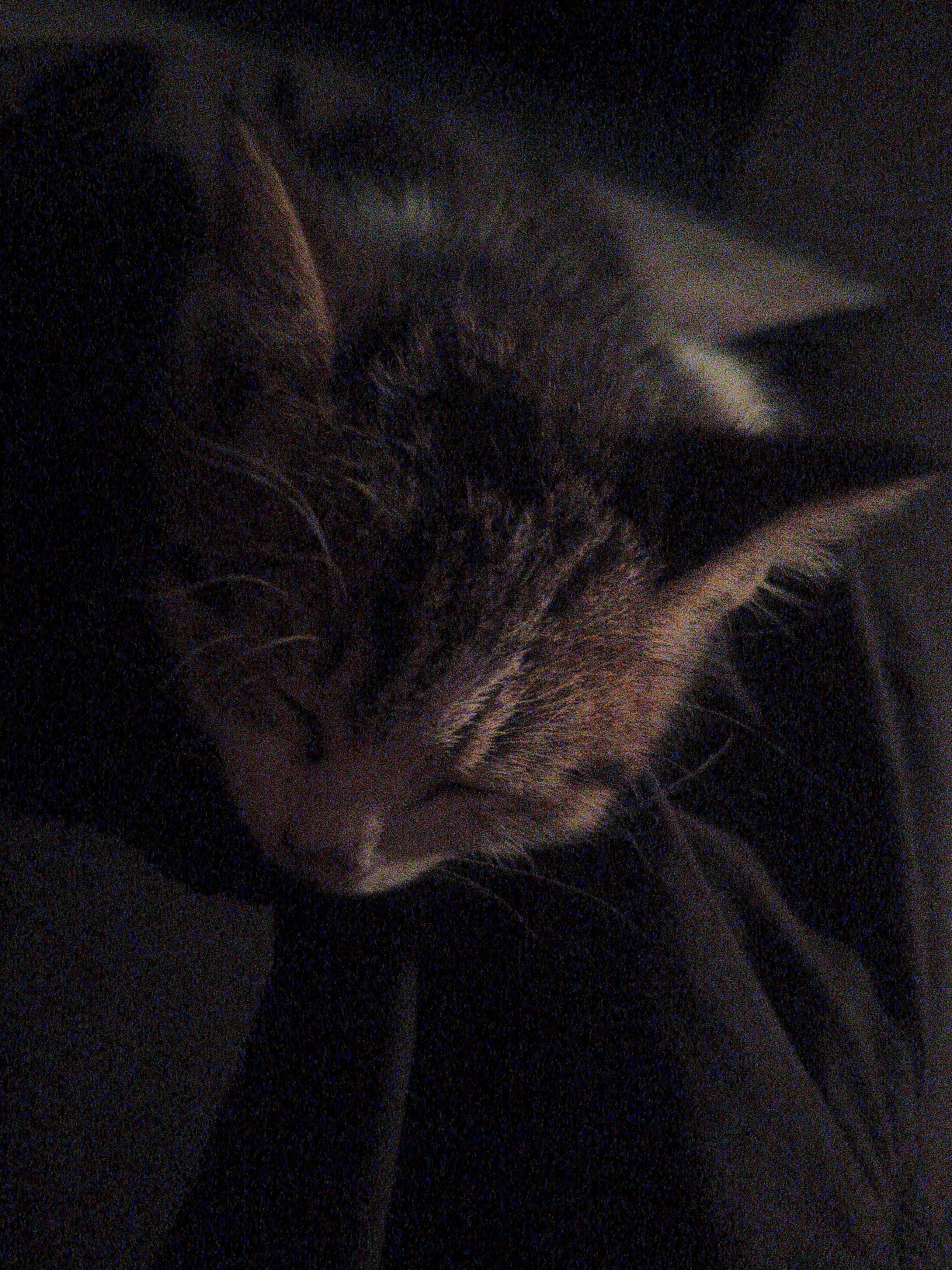 A close-up, low-light, grainy photograph shows a kitten sleeping. The kitten is positioned on its side, with its head resting on a dark surface. Its eyes are closed, and its fur appears to be a mix of brown and orange tabby markings. The background is dark and indistinct, making it difficult to discern any environmental details.