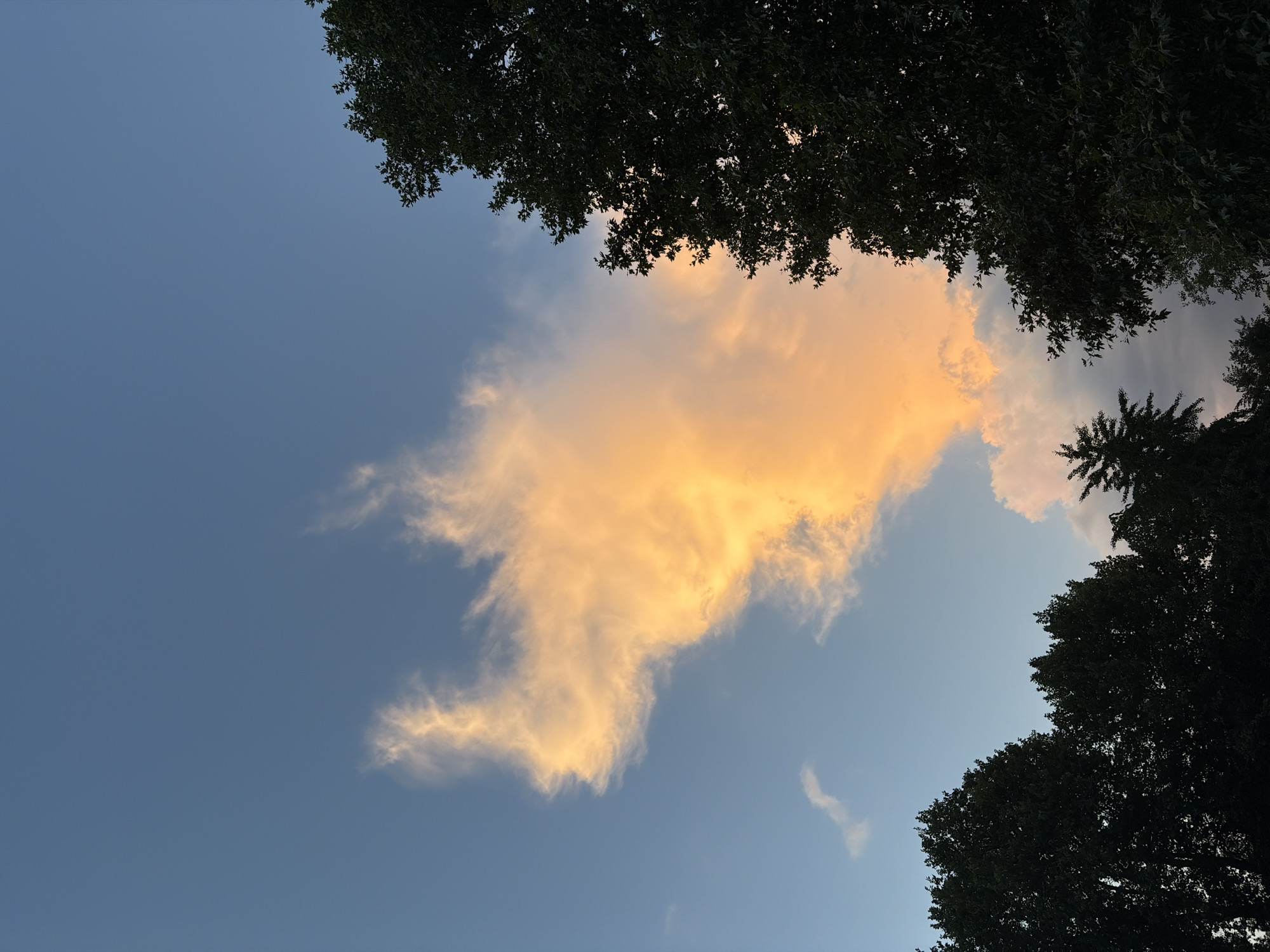 The image captures a view of the sky from a low angle, looking upwards through the leaves of trees. The sky is a clear, deep blue, transitioning to lighter shades near the horizon. A large, fluffy cloud dominates the center of the frame, illuminated by warm, golden light, suggesting it is either sunrise or sunset. The edges of the cloud are wispy and streaky, catching the light in soft, ethereal ways.
Dark green foliage from trees frames the sky from the top and right sides of the image. The leaves are dense, creating a natural canopy that partially obscures the view. The texture of the leaves is detailed, with individual leaf shapes visible in some areas. The overall mood is tranquil and serene, evoking a sense of peace and natural beauty. The time of day is clearly indicated by the warm lighting on the clouds and the clear blue sky, typical of early morning or late afternoon. There is no visible text in the image. The setting appears to be outdoors, possibly a park or a backyard with mature trees.