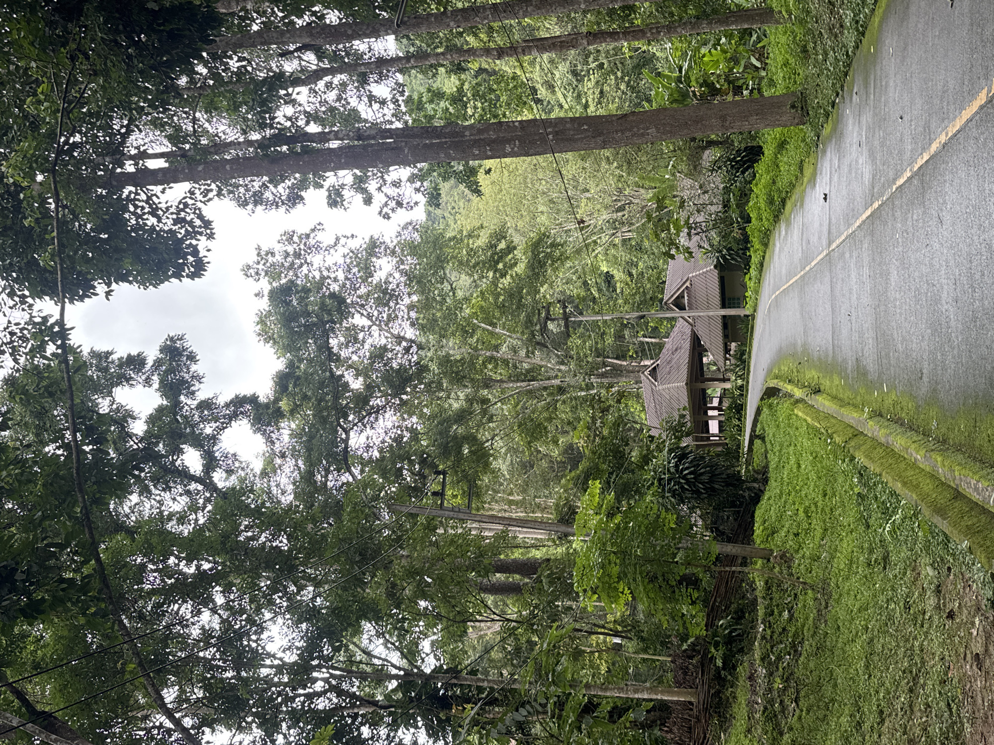 The image shows a paved road winding through a dense forest in Suthep, Thailand. The road has a yellow line painted down the center and is wet, suggesting recent rain. On either side of the road, lush green grass and various types of foliage are visible. Tall trees with thick trunks and dense canopies dominate the scene, with some power lines strung between them. In the background, several buildings with pitched roofs are nestled among the trees. The overall environment is natural and tropical, with a sense of seclusion. There are no people or animals visible in the image.