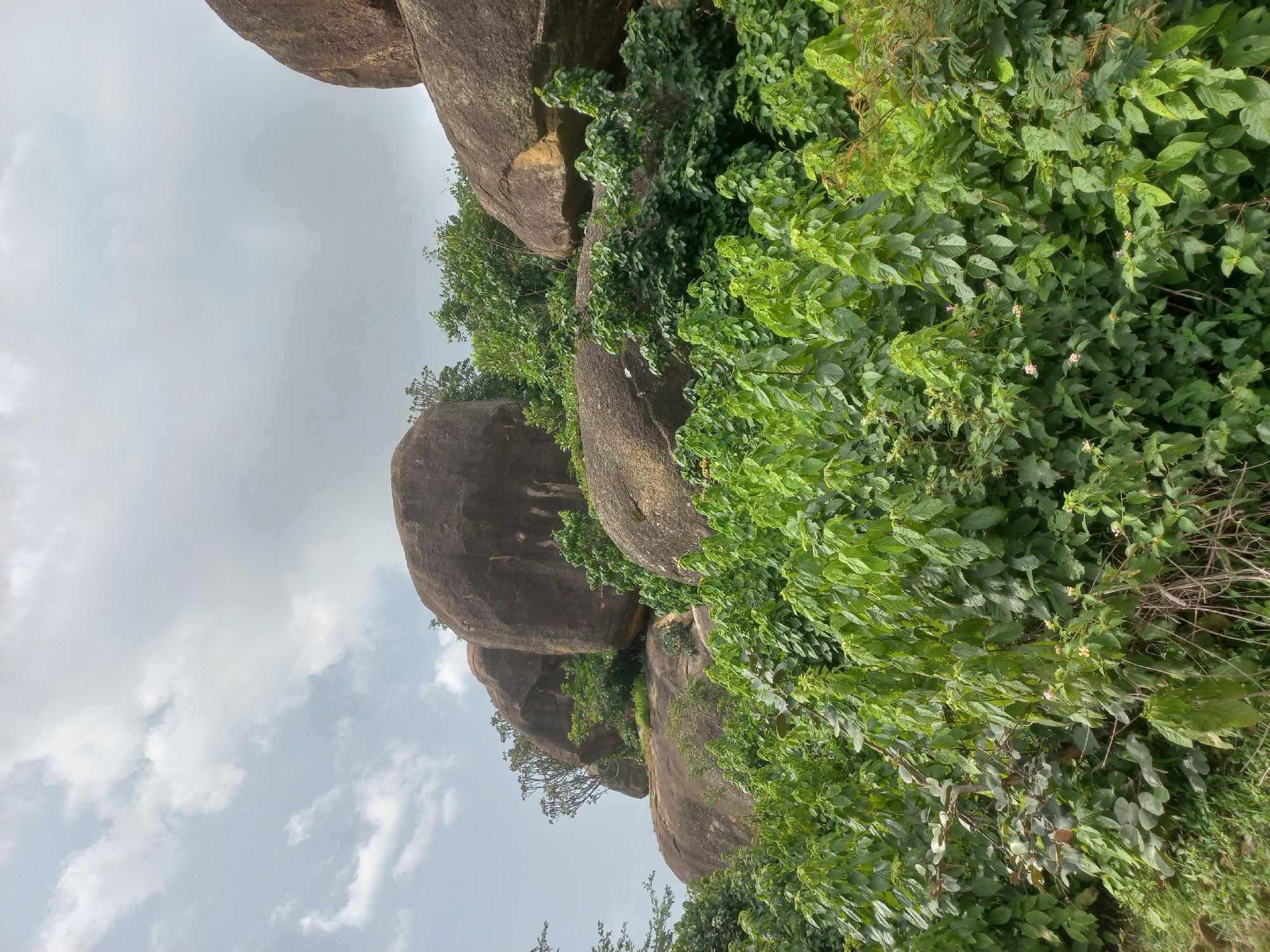 The image depicts a rocky outcrop with lush green vegetation in the foreground and middle ground. The rocks are large, rounded boulders, some of which are partially covered by plants. The sky above is overcast with scattered clouds. This scene is typical of many elevated terrains within and around the city of Jos, Nigeria, known for its granite rock formations and savanna vegetation. There are no people or animals visible in the image. The environment appears to be a natural, uncultivated landscape.