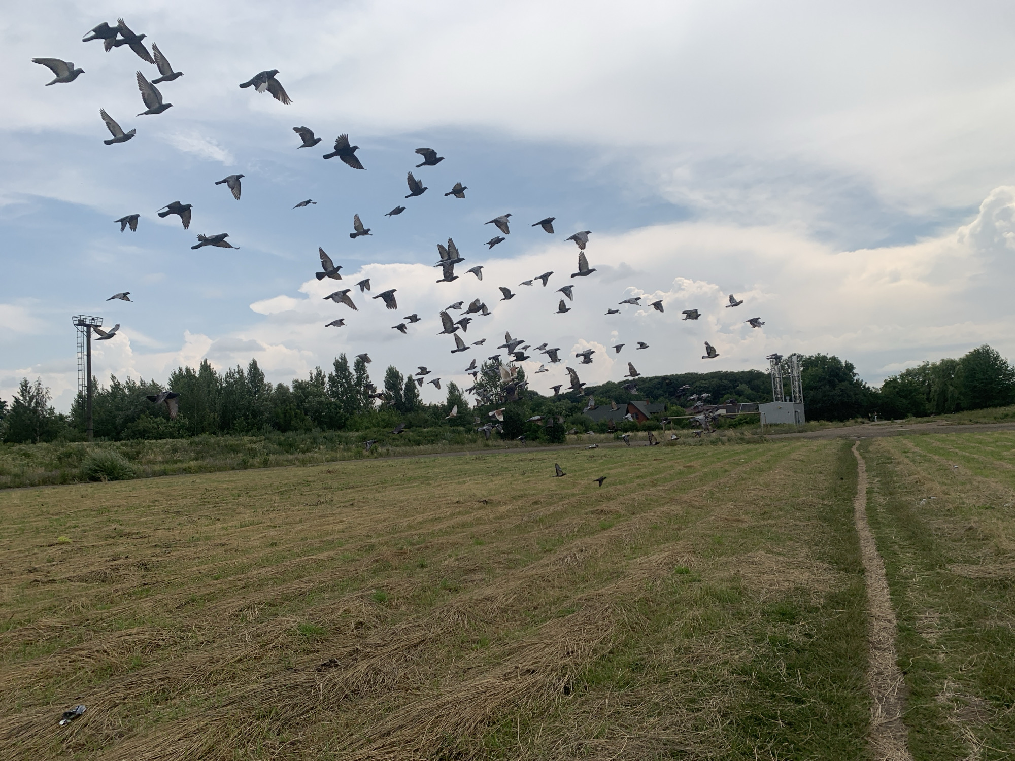 A flock of pigeons flies in a cloudy sky over a field of dry grass. The field is in Kolomyia, Ukraine, and appears to be an open area with some trees and buildings in the background. The pigeons are scattered across the sky, with some flying individually and others in groups. The sky is a mix of blue and white, with some large, puffy clouds. The overall impression is one of movement and freedom.