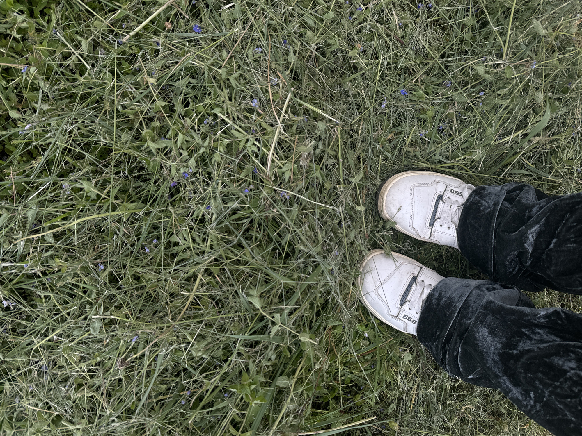 An overhead shot reveals a patch of mown grass interspersed with small blue flowers, indicative of a field or natural area. In the lower right corner, two feet are visible, shod in white sneakers labeled "550." The person is wearing dark, possibly velvet, pants. This image was taken in Vysokinichi, Russia.
