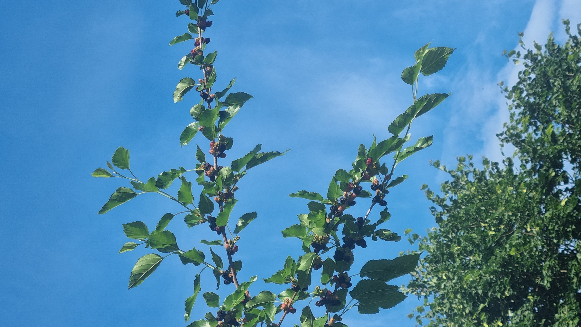 This is a vertical, close-up, eye-level shot taken outdoors in Smila, Ukraine. The image captures branches of a mulberry tree laden with ripening mulberries against a clear blue sky with faint white clouds. The foreground features lush green leaves and dark purple and red mulberries on thin branches. In the bottom left quadrant, the top of another, larger green tree is visible. The lighting suggests it is daytime.