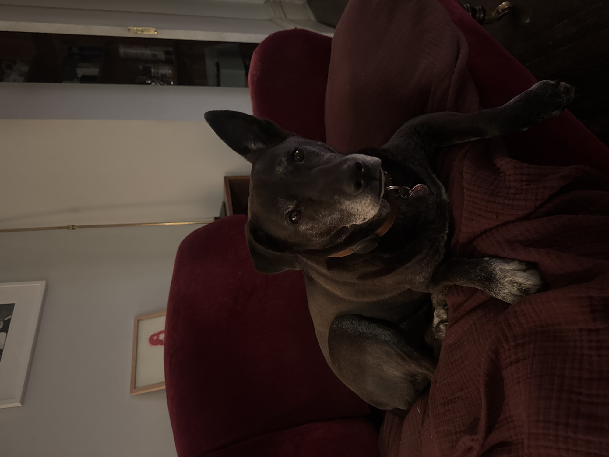 A dark-colored dog reclines in a red armchair, possibly indoors. The background shows a partially visible cabinet and framed pictures on a gray wall. The location is likely in an interior setting, within the United States of America, but there's no direct evidence to pinpoint the city as New York.