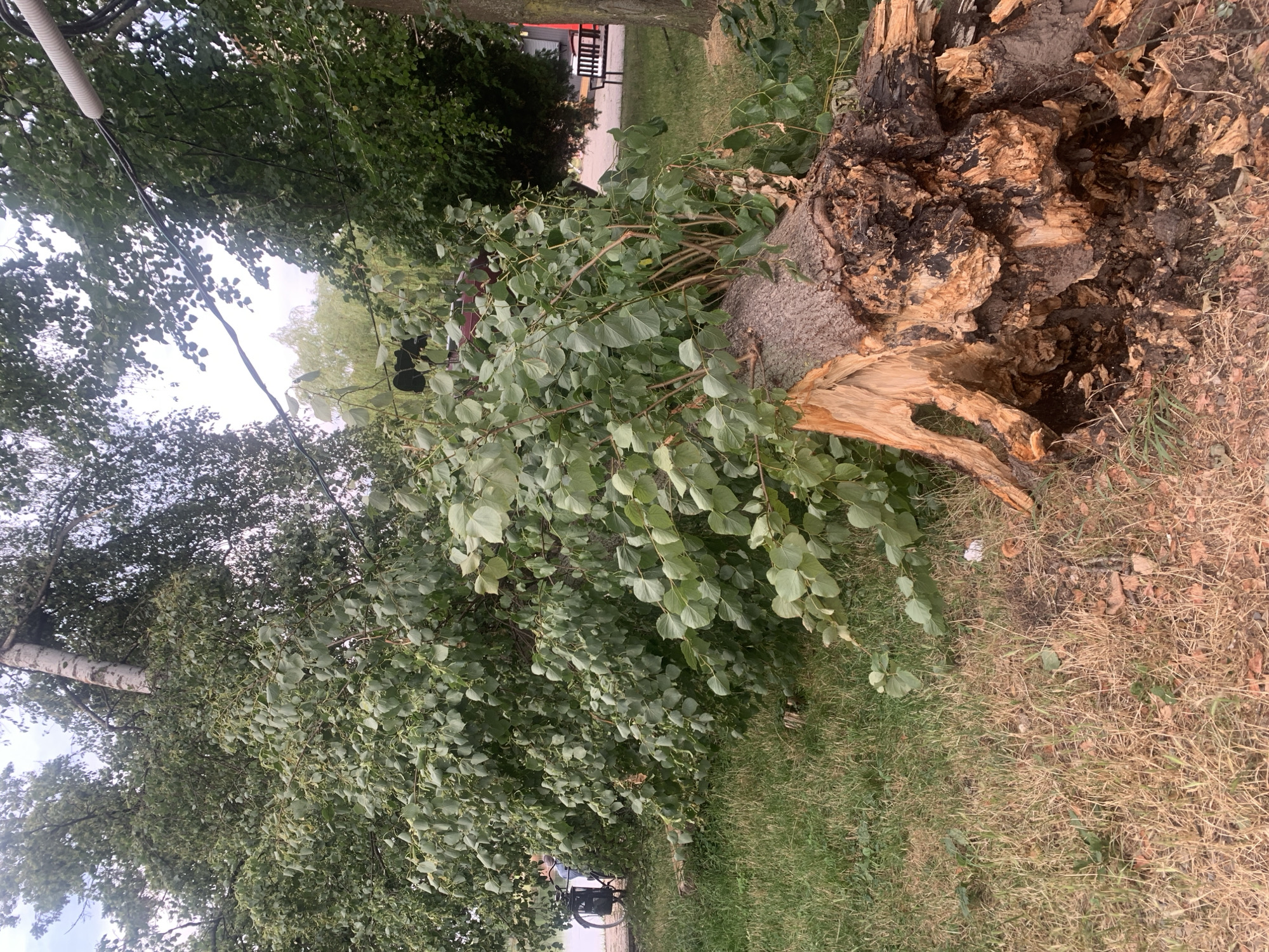 A fallen tree with a broken trunk lies on a grassy area. The trunk is thick and appears to have been rotten or damaged, with large sections of wood missing, exposing the interior. Branches and leaves of the tree spread across the ground. In the background, there is more greenery from other trees, a bicycle, and a bench. The scene appears to be in a park or outdoor public space, possibly in Kolomyia, Ukraine.