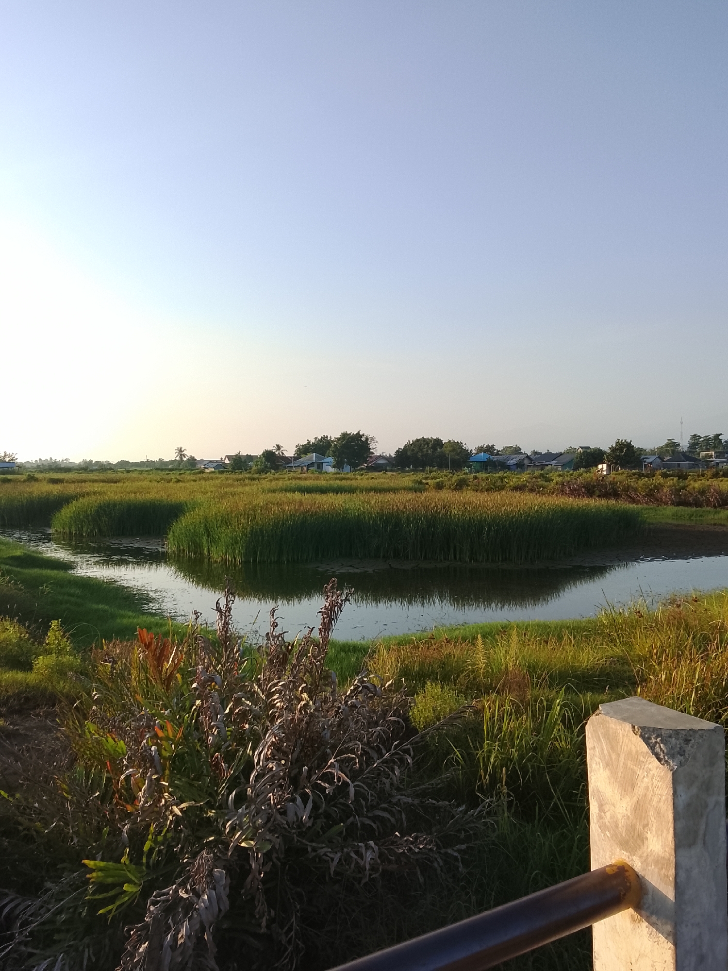 This image depicts a serene landscape in Mesjid Tuha, Indonesia, bathed in the soft light of what appears to be early morning or late afternoon. The foreground is dominated by lush green vegetation, including dried brown foliage in the lower left quadrant, creating a textured and natural feel. A dark brown metal railing runs horizontally across the bottom of the frame, partially obscuring a light-colored concrete pillar on the right.
Beyond the immediate foreground, a body of water reflects the surrounding greenery and the clear, pale blue sky. The water is bordered by dense reeds and tall grasses, forming undulating patterns that curve into the distance. These reeds create a striking visual contrast between the calm water and the vibrant plant life.
In the middle ground, a small settlement of houses with dark roofs is visible amongst scattered trees. The architecture suggests a rural Indonesian setting. The overall impression is one of tranquility and natural beauty, characteristic of a peaceful countryside environment. The sky is largely unobstructed, with a faint haze or glow on the horizon, possibly indicating the position of the sun. No people or animals are visible in the scene.