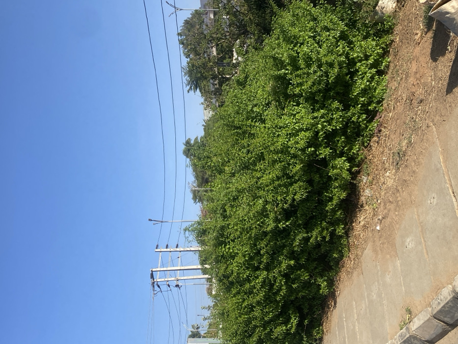 The image depicts a daytime outdoor scene in Barnawa, Nigeria, under a clear, bright blue sky. A dense, verdant green hedge or large bush occupies the mid-ground, extending across the frame. In the foreground, a concrete sidewalk, composed of rectangular slabs, is visible on the left, bordered by a concrete curb. Adjacent to the curb and the hedge is a strip of dry, reddish-brown dirt with scattered organic debris. In the background, visible above and behind the dense foliage, are multiple utility poles supporting a network of overhead power lines. Two distinct street light poles are also present: one on the left with a single luminaire, and another to the right with a dual-arm luminaire. Additional trees and faint outlines of structures are discernible behind the primary vegetation. No individuals or specific actions are visible within the frame.