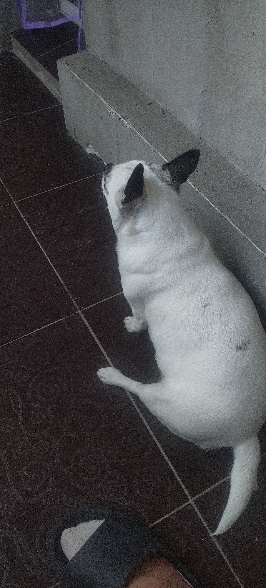 A medium-angle shot shows a white dog with black markings on its ears and back sitting on a tiled floor next to a concrete wall. The dog is facing away from the camera, looking upwards. Its body is plump, and its tail is curled. In the foreground, a black slipper is visible, with a human foot wearing it. The floor tiles are dark brown and feature a circular pattern. The wall appears to be made of grey concrete. A glimpse of a purple object and a light-colored shelf is visible in the upper left corner, suggesting an indoor or semi-outdoor space. The scene is located in the city of Podvirky, Ukraine.