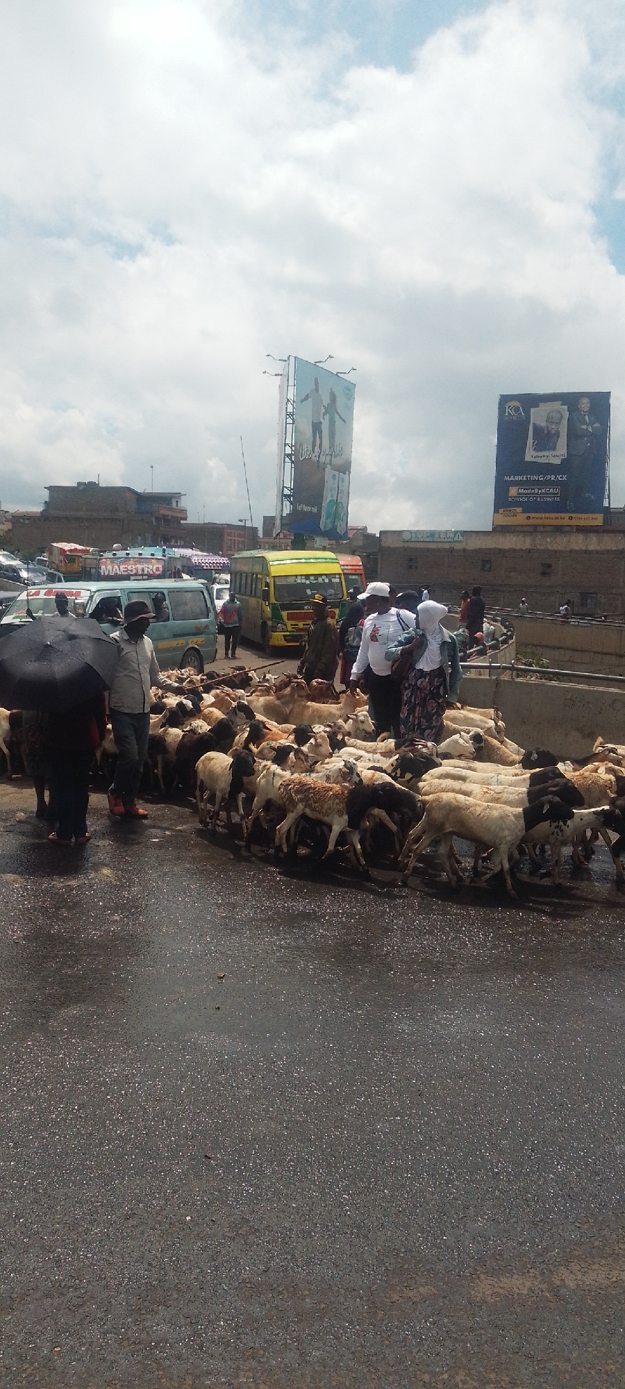 The image shows a large flock of sheep or goats crossing a busy road in Nairobi, Kenya, causing traffic congestion. Several people are accompanying the animals, some wearing masks. Buses and cars are visible, with two large billboards in the background. The road appears wet, likely from rain.
