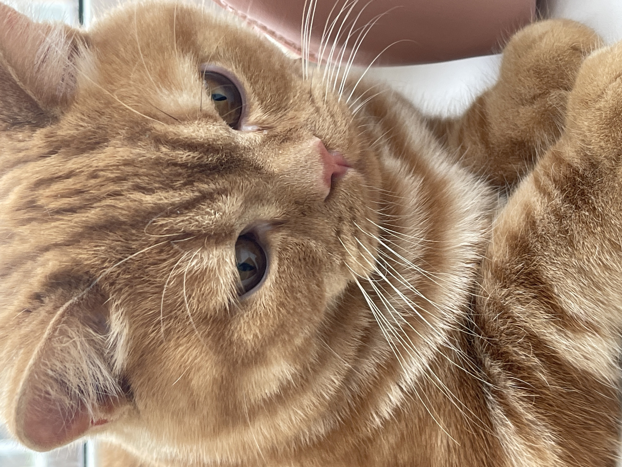 The close-up, eye-level shot features an orange tabby cat looking downwards. The cat's fur exhibits a pattern of darker stripes against a lighter orange background. Its eyes are partially closed and have a golden hue with dark pupils. The cat's nose is a soft pink, and its white whiskers are prominent. In the background, a blurry, pink object is visible on the right side. The scene appears to be indoors, with soft lighting. There is no discernible connection to the city of Kommunarka, Russia.