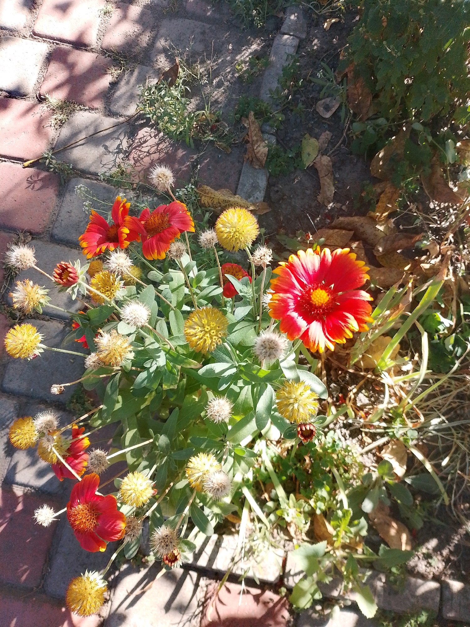 This is a top-down, eye-level medium shot of a cluster of red and yellow flowers with some dried seed heads, growing amongst green foliage and some fallen leaves. The flowers are in various stages of bloom and decay, with some fully open and vibrant, and others partially closed or dried out. The background consists of a paved walkway made of reddish-brown bricks, with shadows cast by foliage and sunlight. The scene is outdoors and appears to be in a garden or a park. The image was taken in Myrhorod, Ukraine.