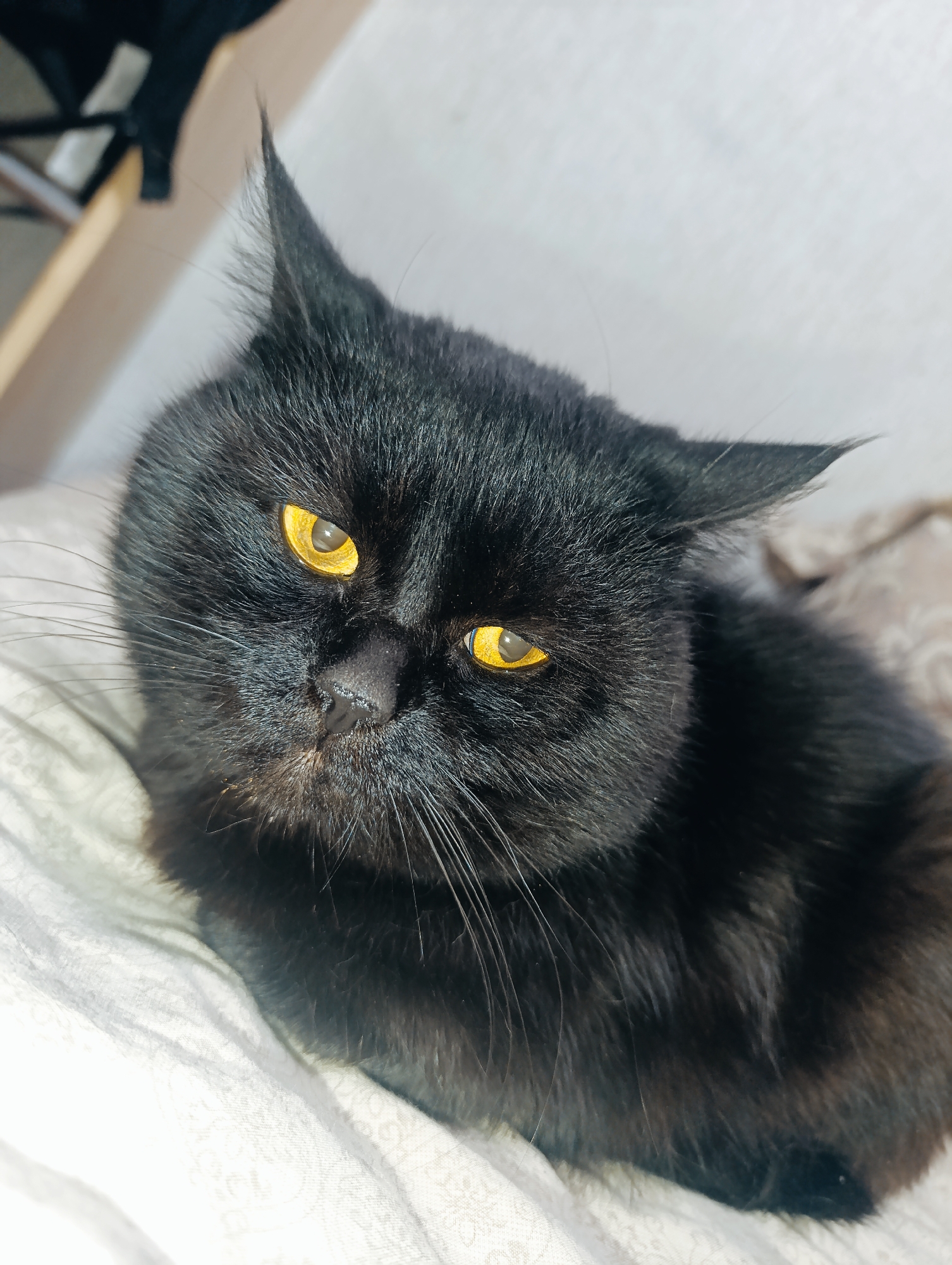 A close-up, eye-level shot shows a black cat with bright yellow eyes lying on a white, textured surface. The cat's fur is dark and appears somewhat fluffy, particularly around its face and ears. Its ears are pointed and slightly alert. The background is out of focus, with hints of a wooden object on the left and a light-colored surface on the right. The lighting appears to be natural or from an overhead source, casting some subtle shadows. The scene is indoors, suggesting a domestic setting within Zlatopil, Ukraine.