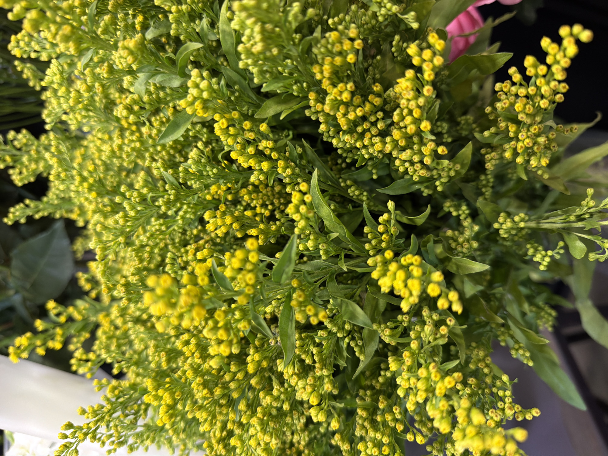 A close-up, vertical, eye-level shot shows a large bouquet of small, bright yellow flowers, possibly goldenrod, with green leaves. The flowers are clustered together on thin stems, creating a dense texture. Some of the flowers are in bud form, while others appear to be fully bloomed. The lighting is bright, highlighting the vibrant yellow of the blossoms. The background is blurred, with hints of darker greens and what appears to be a white or light-colored object to the left, possibly another flower or vase. A hint of pink can be seen on the right edge of the frame. There are no people or animals visible in the image. The setting is indeterminate, but given the context of flowers, it could be a florist shop, a garden, or a home.