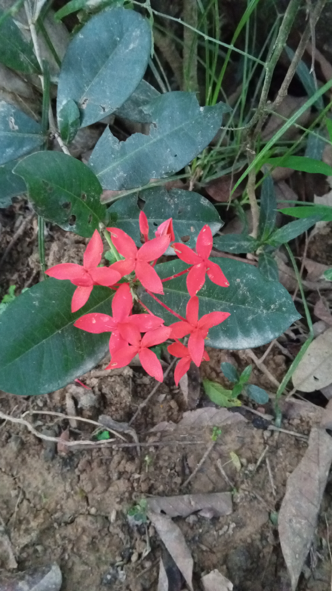 A close-up shot shows a cluster of small, star-shaped red flowers with green leaves in the background. The flowers have four petals each and are arranged in a small group. The leaves are dark green and appear to be slightly dusty or weathered, with some small holes or tears. The ground beneath the plants is a mixture of soil, fallen leaves, and twigs. The lighting suggests it might be daytime, possibly overcast or in a shaded area, as there are no strong shadows. The overall scene evokes a sense of nature and simplicity, with the vibrant red flowers standing out against the muted green and brown tones of the surroundings. The location context of Palohpanyang, Indonesia, suggests a tropical or subtropical environment where such flora might be common. There is no visible text in the image.