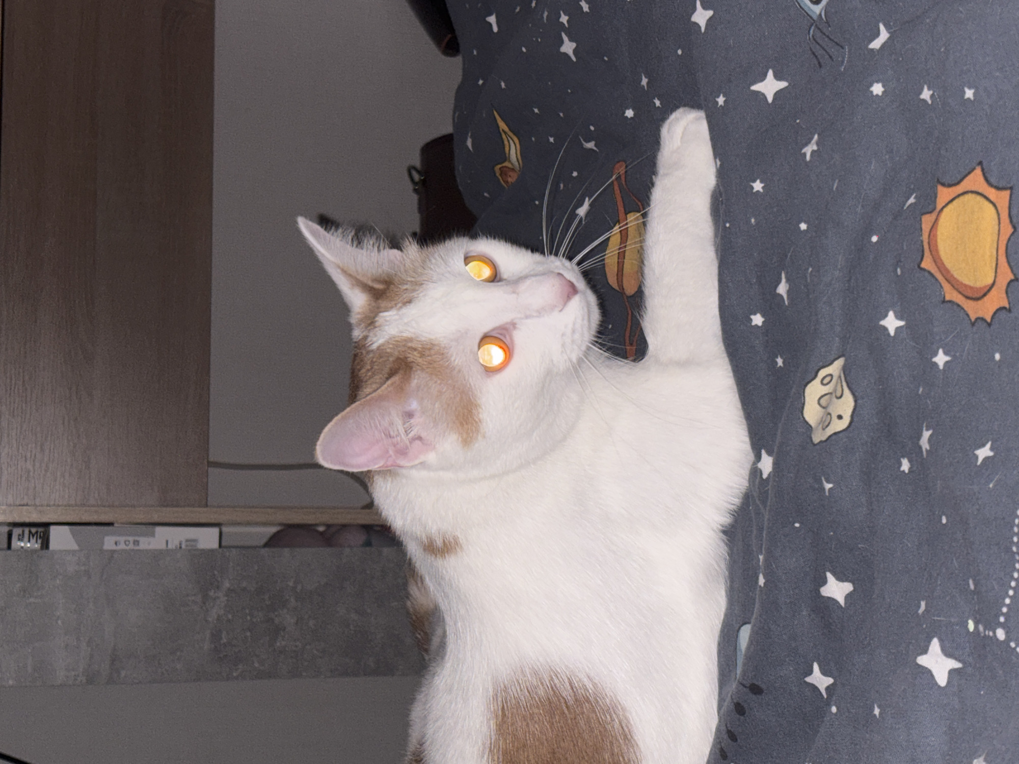 A white and tan cat with bright yellow eyes is standing next to a gray blanket with white star and sun patterns. The cat has its right paw raised and is looking upwards. The background includes a gray surface and a wooden cabinet. The location is not discernible within the image.