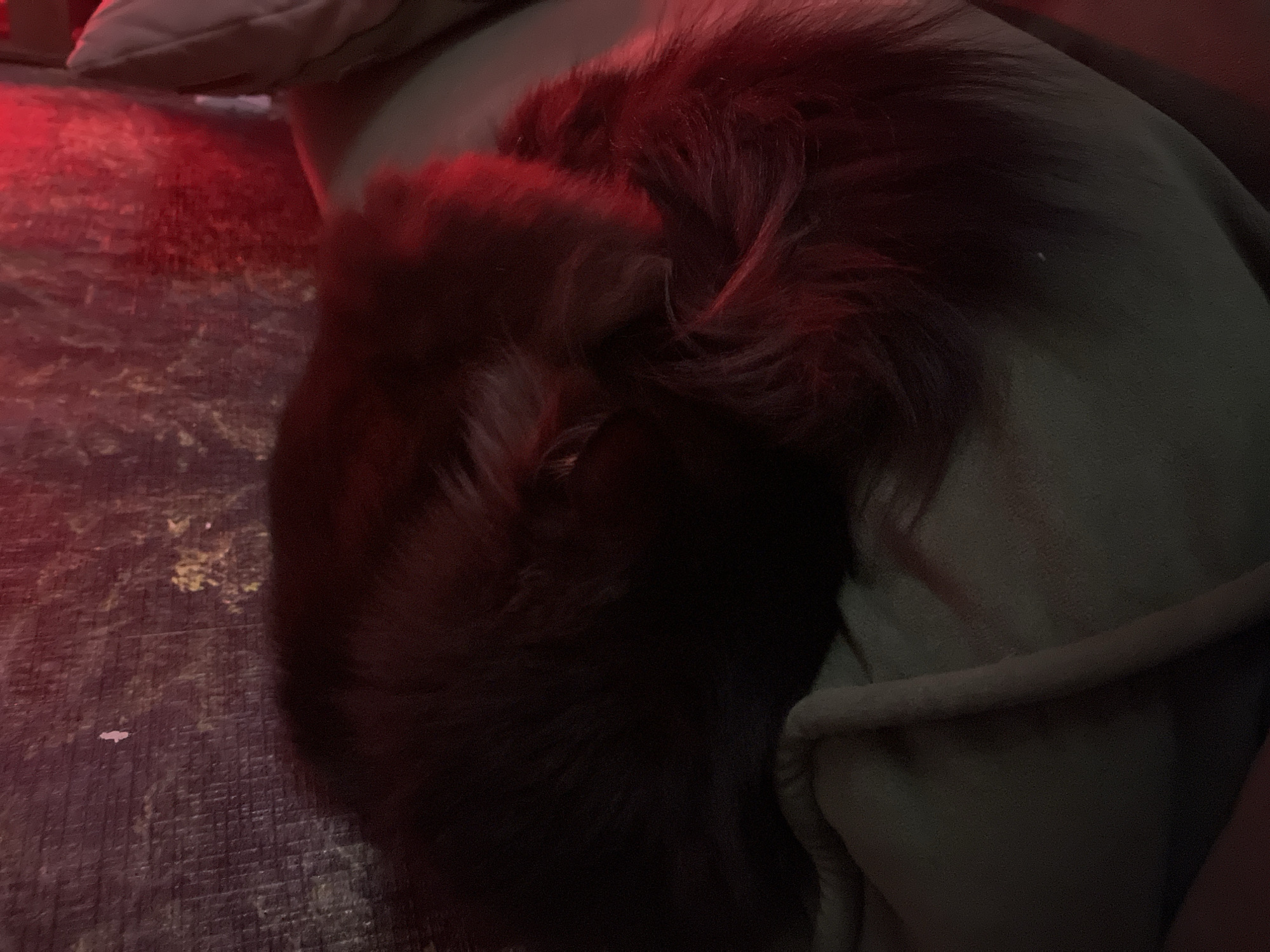 The image shows a dark-haired dog curled up on a cushion. A red light source illuminates the left side of the image, casting a red hue on the dog's fur and the surface it is resting on. The cushion appears to be resting on a dark surface with a textured pattern. There is no information in the image to indicate that it was taken in the city of Chaikovsky, Russia.