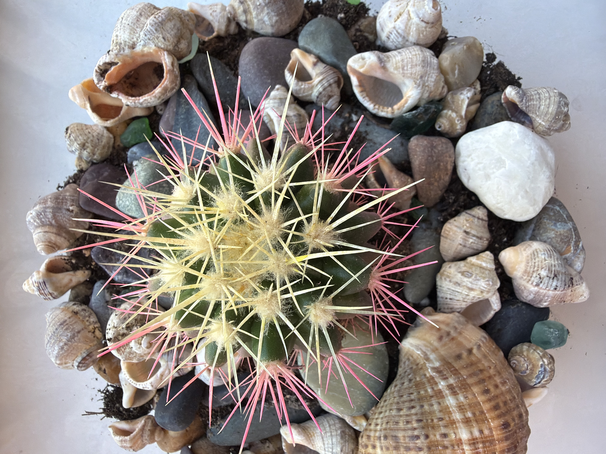 The image shows a close-up, top-down view of a cactus plant nestled within a decorative arrangement of seashells, smooth stones, and soil. The cactus is green with prominent yellow spines tipped with vibrant pink. Various seashells, in shades of white, tan, and brown, are scattered around the cactus, some appearing broken or empty. Smooth, dark gray and brown stones are interspersed with the shells and soil. There are also a few pieces of green glass. The arrangement is contained within a clear container, suggested by the white background. The scene does not depict any specific location in Rostov-on-Don, Russia, nor does it show any people or actions.