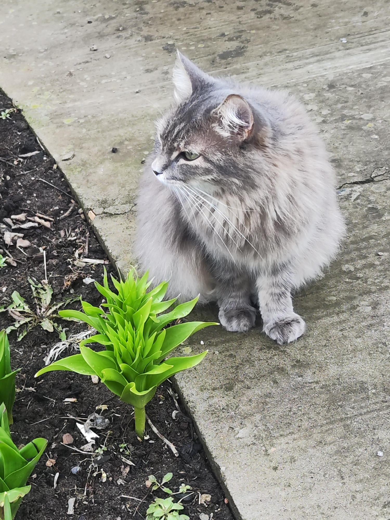 A fluffy, grey and white tabby cat is the main subject of this outdoor image, captured in Chaikovsky, Russia. The cat is sitting on a textured concrete path, positioned to the right of the frame, and is looking keenly towards the left with its head slightly turned. Its long, soft fur exhibits subtle tabby patterns, and its eyes appear to be a light green or amber.
To the left of the cat, a patch of dark, moist soil borders the concrete path. Growing prominently from this soil is a vibrant green plant with numerous tightly clustered, upward-pointing leaves, indicating a fresh, early stage of growth. Another similar plant is partially visible in the bottom left corner. The soil contains some natural debris like dried leaves and small twigs.
The concrete surface beneath the cat and extending to the top right shows signs of weathering and discoloration. The lighting suggests it is daytime, likely under overcast conditions, as strong shadows are absent. The scene conveys a tranquil moment of the cat observing its surroundings in what appears to be a garden or yard environment. No text is visible in the image.