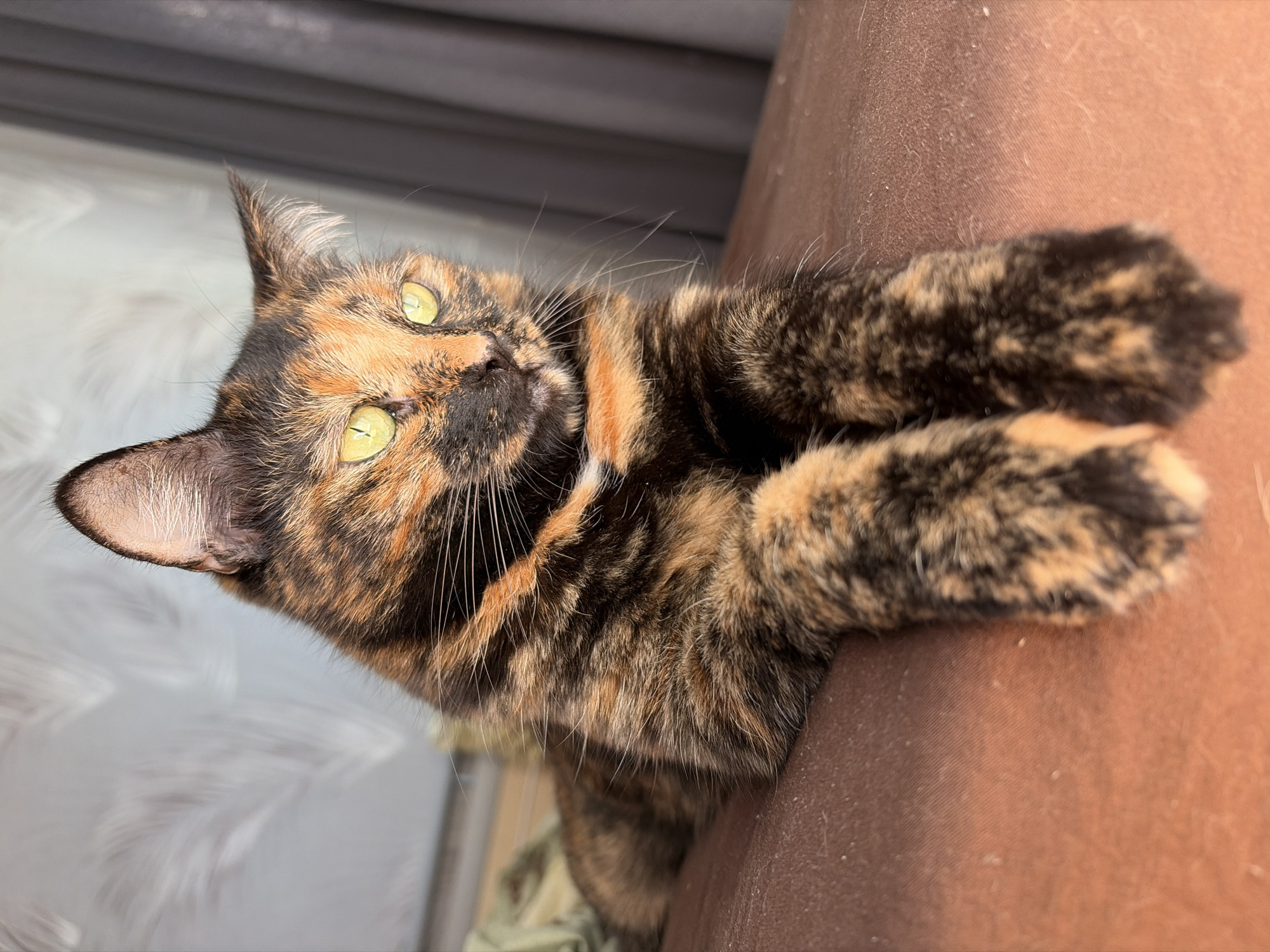 A tortoiseshell cat is resting its paws on a brown surface. The cat's face is visible, with bright yellow-green eyes and a mix of black, orange, and brown fur. The cat is partially turned on its side, its paws extended. The background shows a blurred, bright area suggesting an indoor location near a window. There is no information in the image to determine the location in Chaikovsky, Russia.