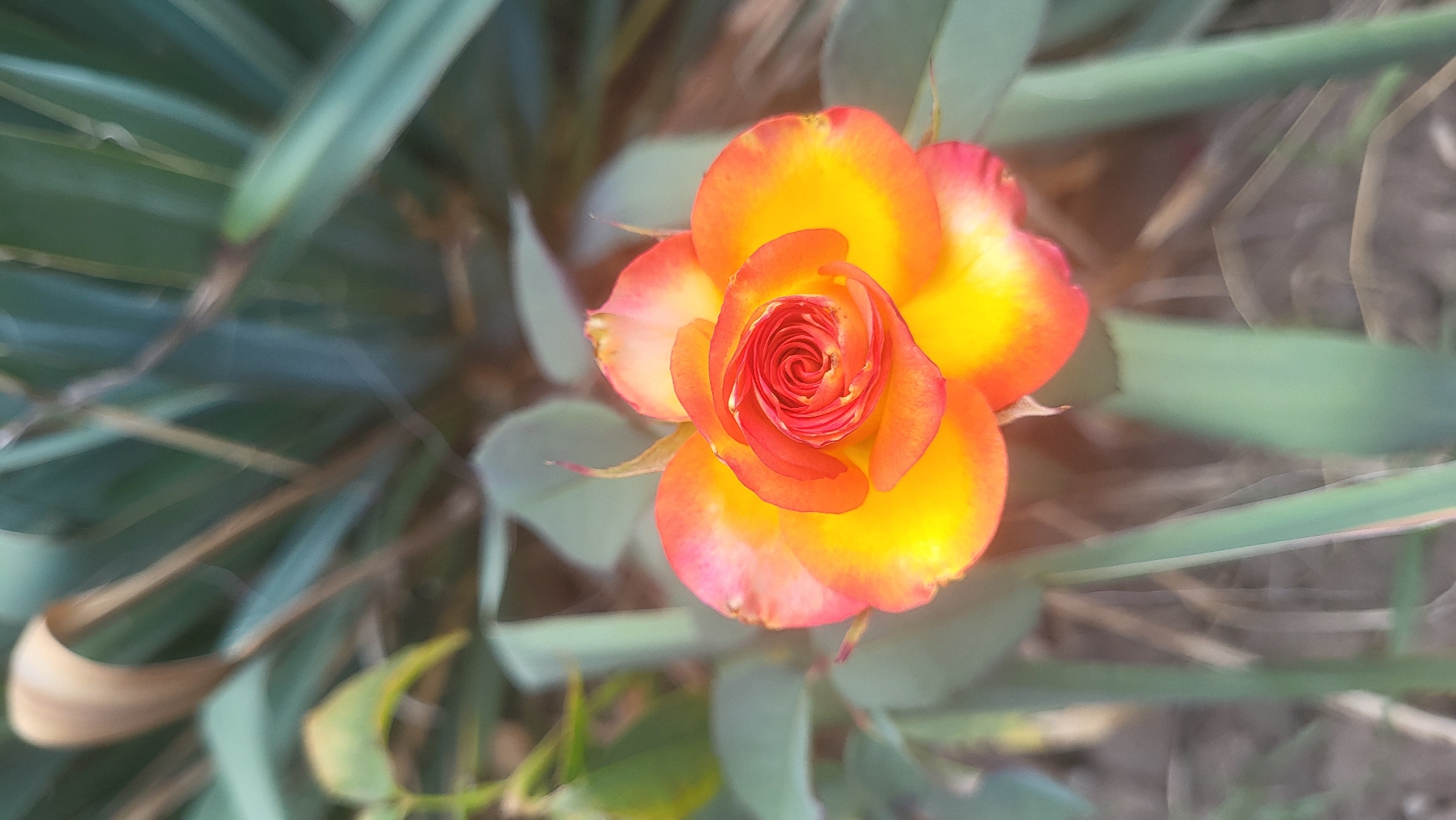 The image shows a close-up, high-angle shot of a bi-colored rose in bloom. The rose petals transition from a vibrant yellow at the base to a fiery orange and red at the edges, with the innermost petals a deep crimson forming a tight swirl. The rose is positioned slightly off-center to the right, with its stem and leaves partially visible. The background is softly blurred, featuring green foliage and hints of brown earth and dry plant matter, suggesting an outdoor garden setting. The overall impression is of a single, colorful rose in a natural environment. There is no identifiable location in Smila, Ukraine depicted in the image.