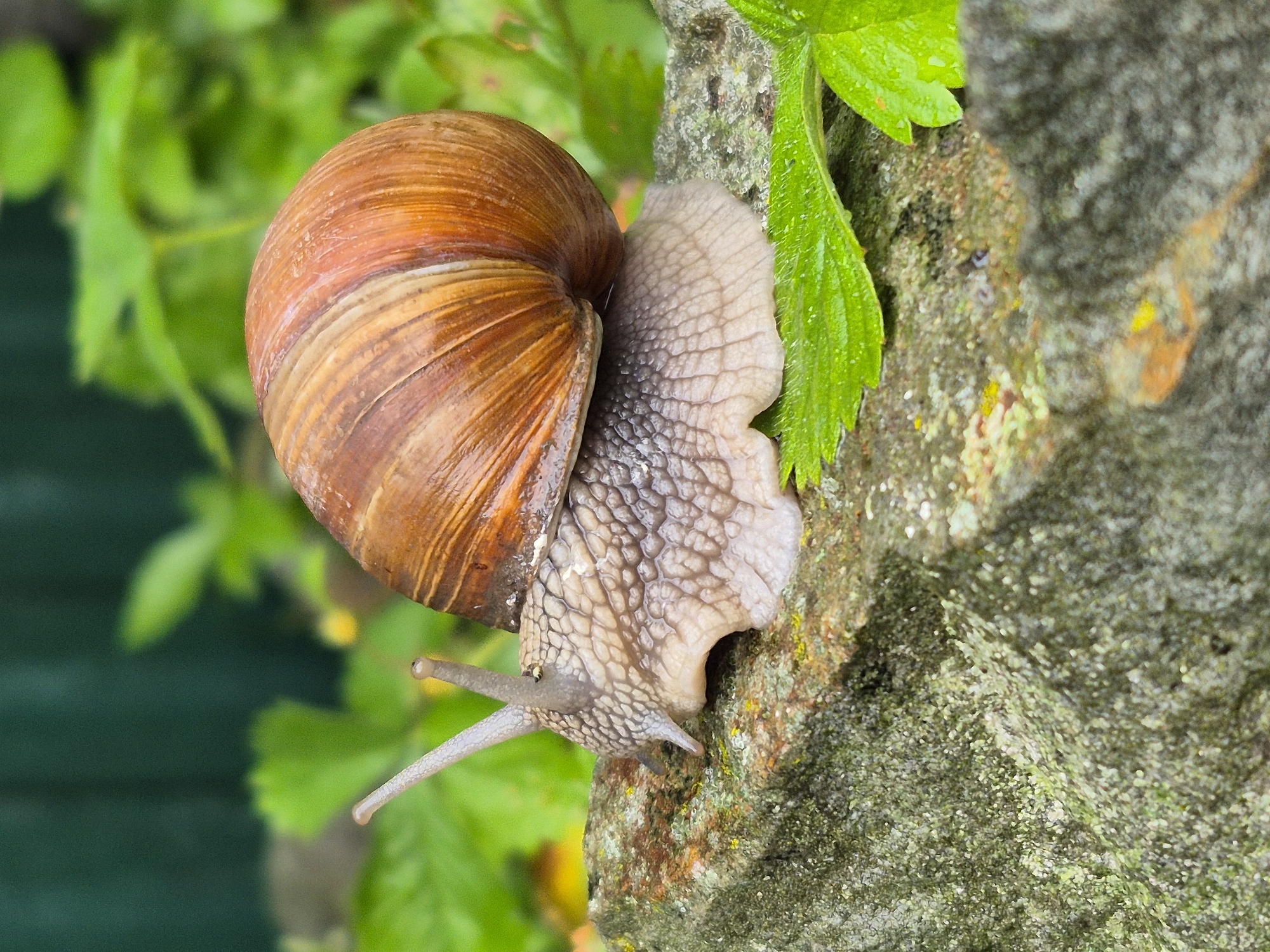 A brown spiral snail is on a moss-covered rock. The snail's body is gray and textured, with two long antennae extended upwards. The snail's shell is a rich brown color with visible striations. The background is blurred green foliage. The image is a close-up shot, focusing on the snail and the rock.
