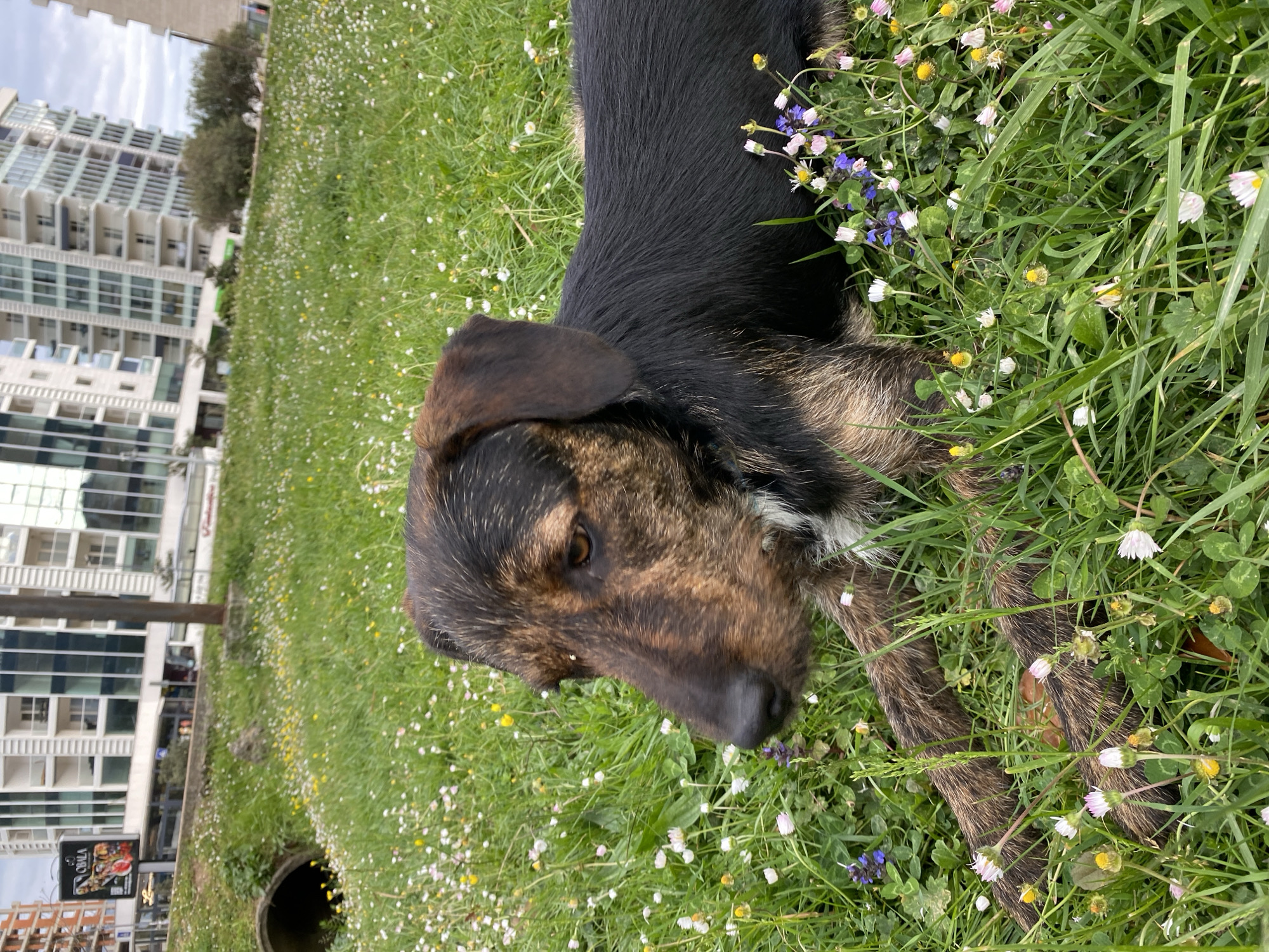 A medium-sized dog with black and brown fur is lying in a grassy field. The dog's head is facing the camera, and its body is partially obscured by the grass. The grass is filled with small white and yellow flowers, and there are also some purple flowers. In the background, there are modern buildings and trees. A dark cylindrical hole is visible in the lower-left corner of the image. Based on the architectural style of the buildings and the general environment, the location is likely the city of Budva, Montenegro.