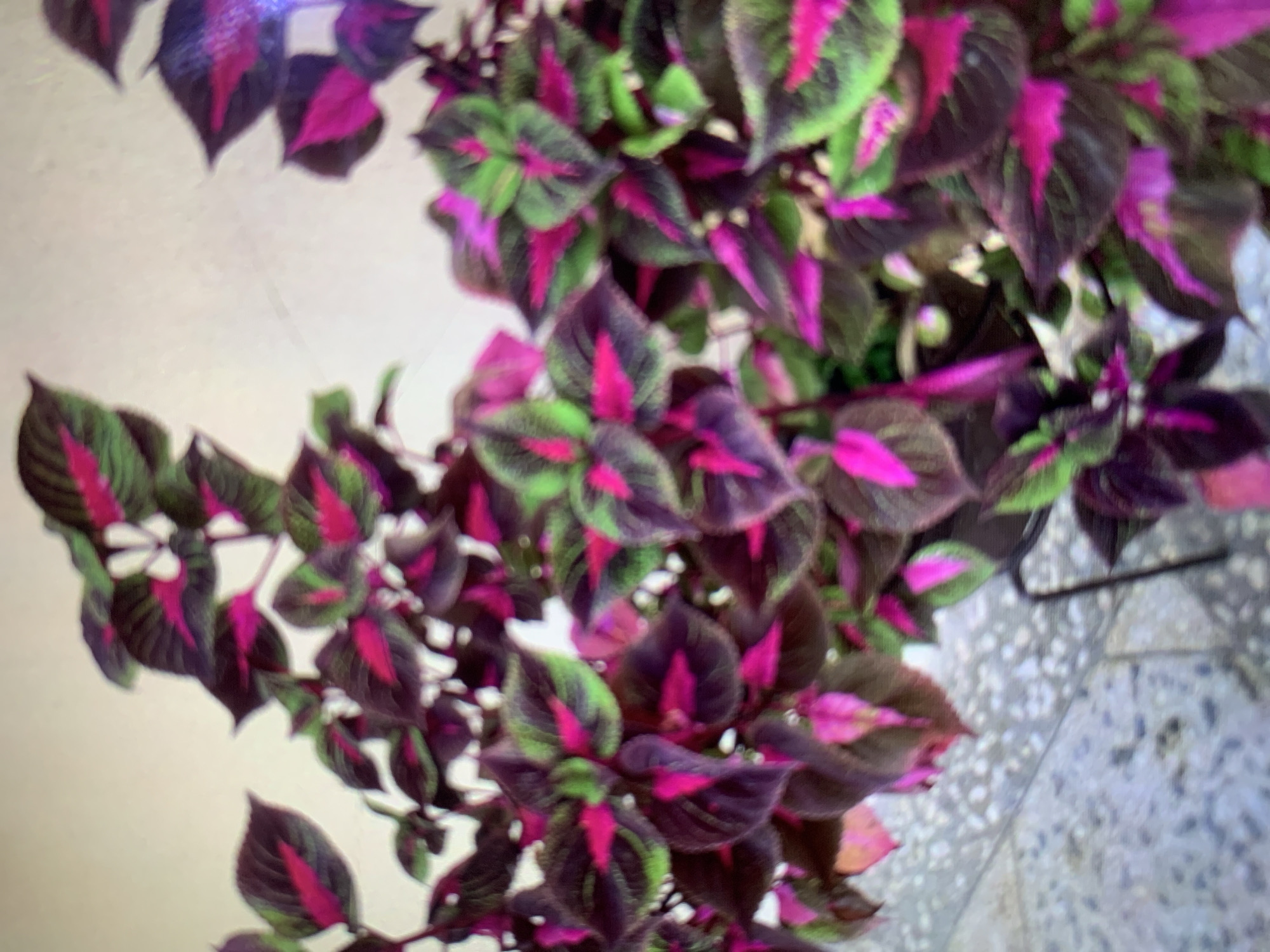 A close-up, overhead shot displays a vibrant plant with multicolored leaves. The leaves showcase a striking combination of green, magenta, and dark purple hues. The plant is situated indoors, as indicated by the interior wall and floor tiles visible in the background. The background shows no evidence to identify this image with the city of Kabong, Nigeria.