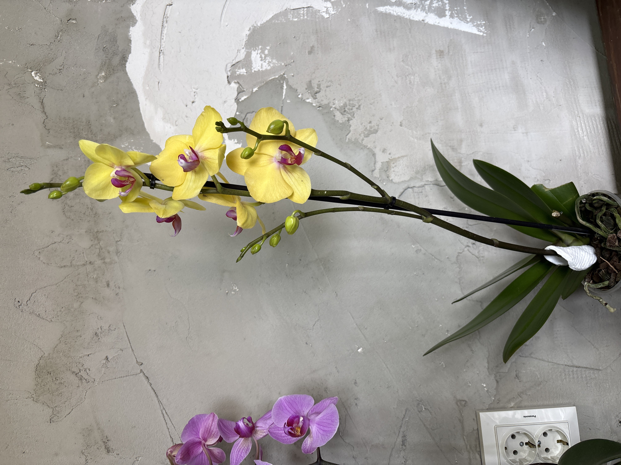 The image depicts an indoor scene within the city of Pleven, Bulgaria. A vibrant yellow Phalaenopsis orchid, centrally positioned and occupying the right half of the frame, displays multiple open blooms with distinct yellow petals and deep magenta-purple labellums, accompanied by several green buds on multiple stems. Two thin black support stakes are visible. The plant's dark green leaves are present at its base, which is situated in a translucent plastic pot revealing roots and a coarse potting medium. A small segment of white twisted fabric or mesh material is wrapped around the base of the main stem. To the left, a partial view of a purple Phalaenopsis orchid cluster is visible, showing several open flowers of magenta and violet hues. The background is a textured light gray wall, exhibiting a rough, unfinished concrete or stucco appearance with visible trowel marks and varied light and dark patches. In the lower left corner, a white Panasonic-branded double European-style electrical outlet is mounted on the wall. A dark, flat surface, consistent with a shelf or tabletop, is visible along the very bottom edge of the frame, beneath the potted plants. No individuals are present, and no actions are observed.