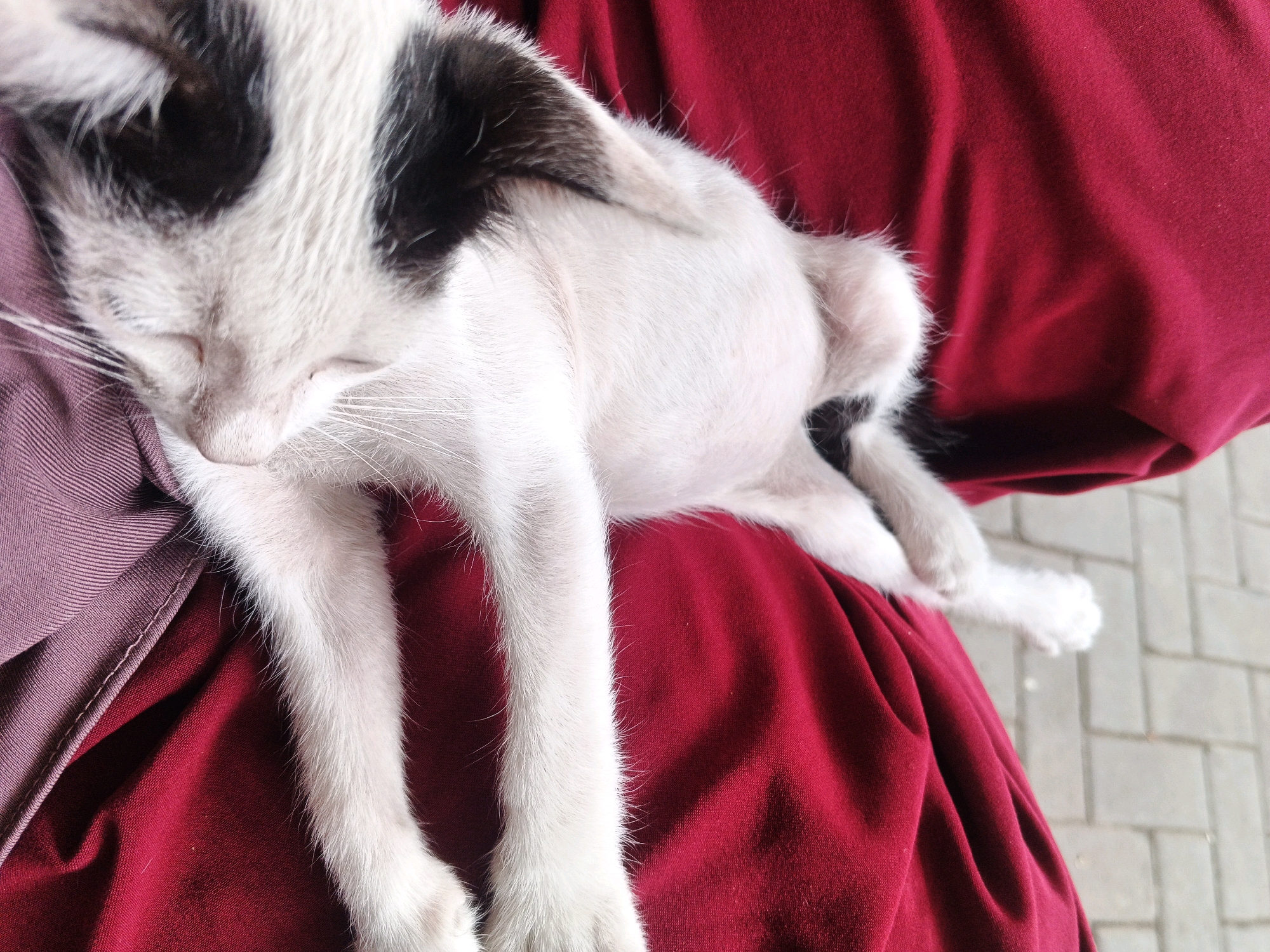 A white and black cat is resting on the lap of a person wearing a maroon colored garment. The cat is lying on its side with its eyes closed, appearing to be asleep. Its front paws are extended and resting on the garment. The person is partially visible in the image, with their lap and upper thighs covered by the maroon fabric. A portion of a purple fabric is visible on the left side of the image, possibly part of the person's clothing. The background consists of a light-colored paved surface, likely a sidewalk or patio, made of rectangular grey blocks. The image is taken from a top-down perspective, focusing on the cat and the person's lap. The lighting suggests it is daytime. The location in the city of Kadu, Indonesia, is not visually indicated in the image itself.