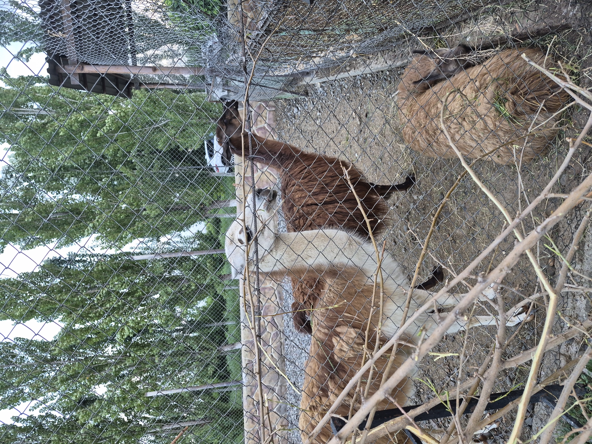 In Mrgavet, Armenia, within an enclosure, three llamas are visible. Two llamas stand near a chain-link fence, one predominantly white with brown patches, and the other a deep brown. A third llama lies down in the foreground, also a deep brown, with a furry coat. The enclosure is surrounded by a chain-link fence and features a stone wall in the background. Tall trees line the perimeter, and a white vehicle is parked beyond the enclosure. The ground within the enclosure is dirt and gravel, with some scattered branches and dried vegetation.