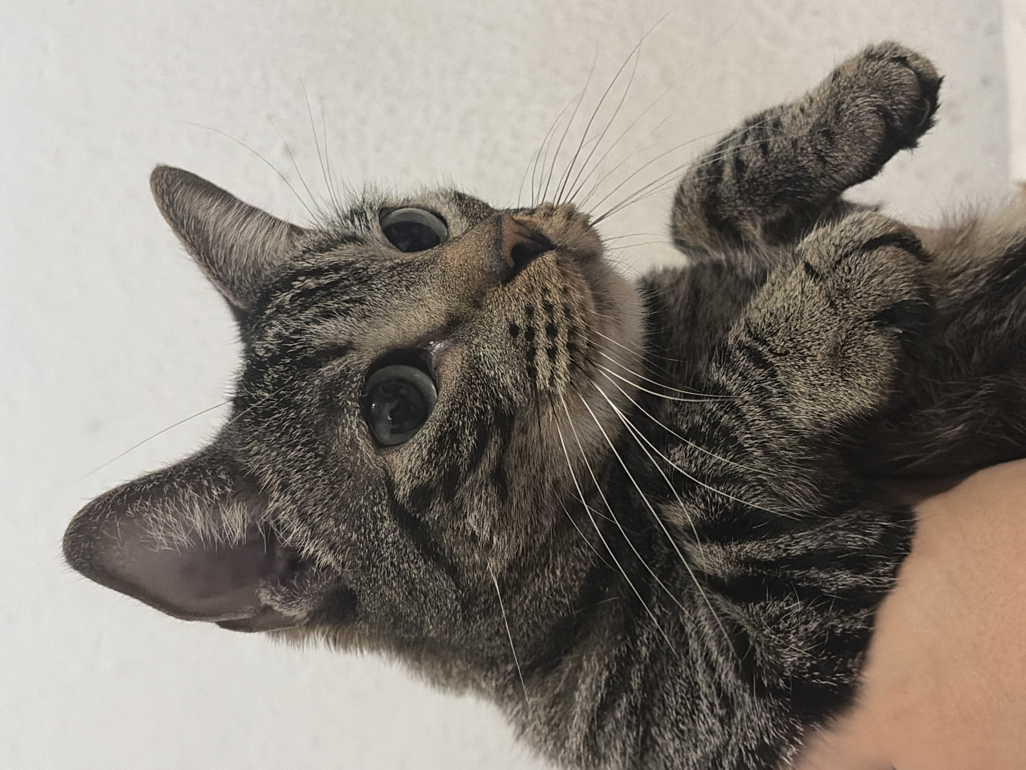A close-up photograph shows a tabby cat being held upside down. The cat's eyes are wide and it's looking upward. Its paws are also raised. The background is plain white. There's no information to ascertain the location of the photo.