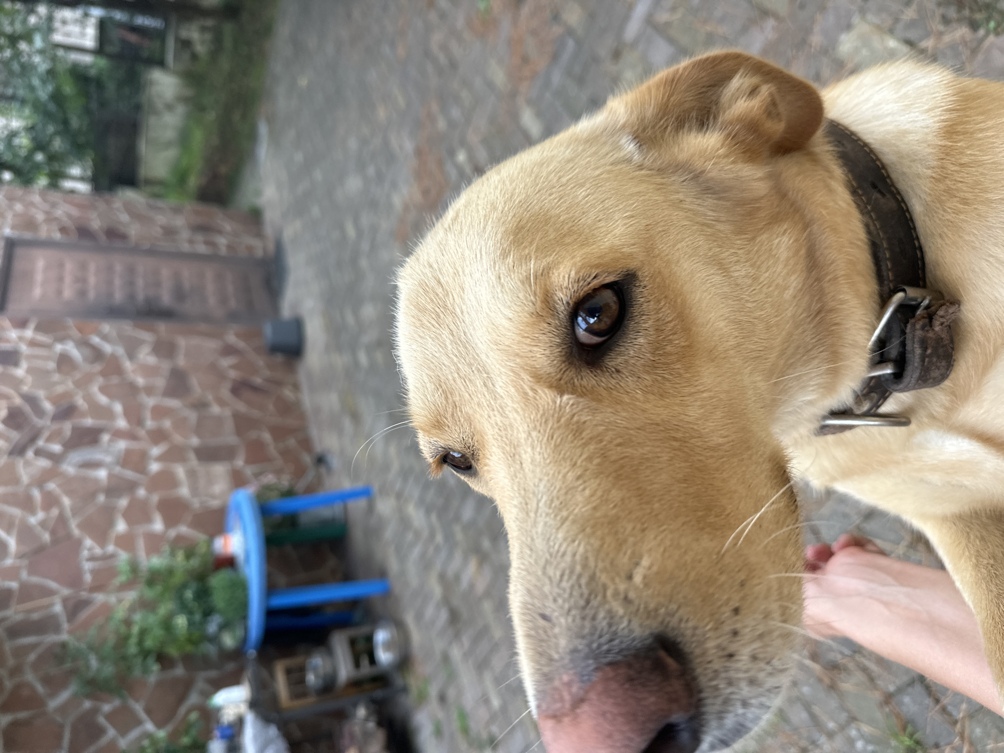 A close-up, waist-up shot features a light brown dog with a dark brown collar, looking to the right of the frame. The dog's snout, pink nose, and one eye are prominently visible. In the background, a stone wall with a wooden door is visible. To the left of the wall, a small blue table with plants and a chair are present. The ground is paved with grey bricks. The overall scene appears to be an outdoor courtyard or patio. The location is specified as Sochi, Russia.