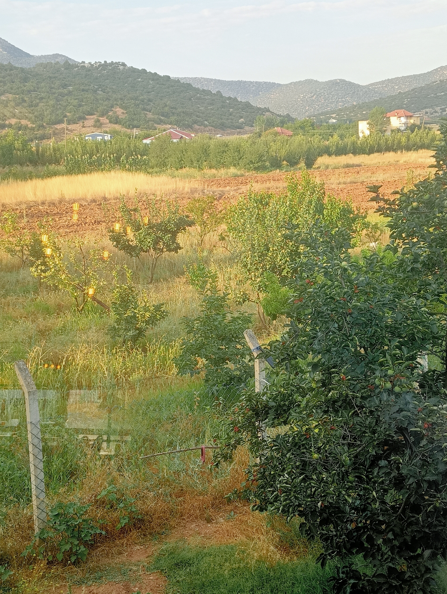 This is a horizontal, medium-shot photograph of an orchard in the city of Korkuteli, Turkey. The foreground is dominated by a large, leafy tree on the right, with smaller trees and vegetation filling the left and middle ground. In the distance, there is a field of dry, golden grass, followed by a cultivated field of brown earth. Beyond the fields, rolling hills covered in green trees and shrubs rise up, with a few houses visible nestled amongst them. The sky is a pale blue with a few wispy clouds. The overall impression is one of a rural landscape bathed in the soft light of late afternoon or early morning. There are no people or animals visible in the image.