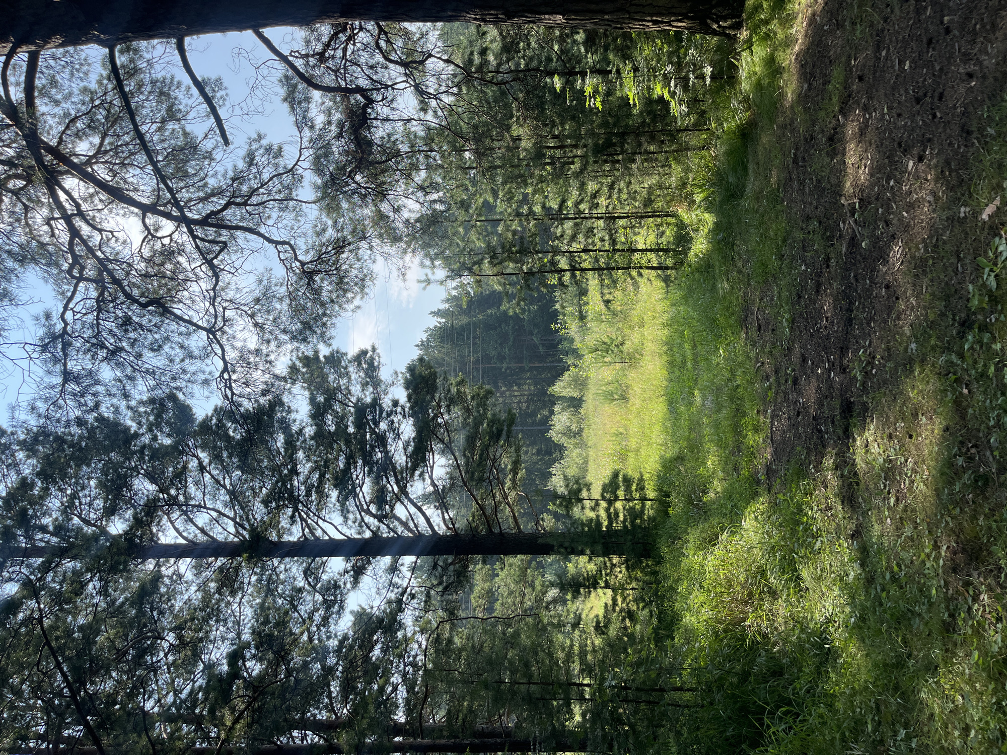 The image depicts a sunlit forest path in Nizhny Tagil, Russia. The path, composed of dark soil and scattered debris, winds through a dense forest of pine trees. Sunlight filters through the branches, creating dappled shadows on the forest floor and illuminating patches of lush green grass and undergrowth. In the distance, a clearing is visible, bathed in bright sunlight and bordered by more trees. The sky above is a clear blue with a few wispy clouds, and overhead, intricate branches of pine trees frame the scene.