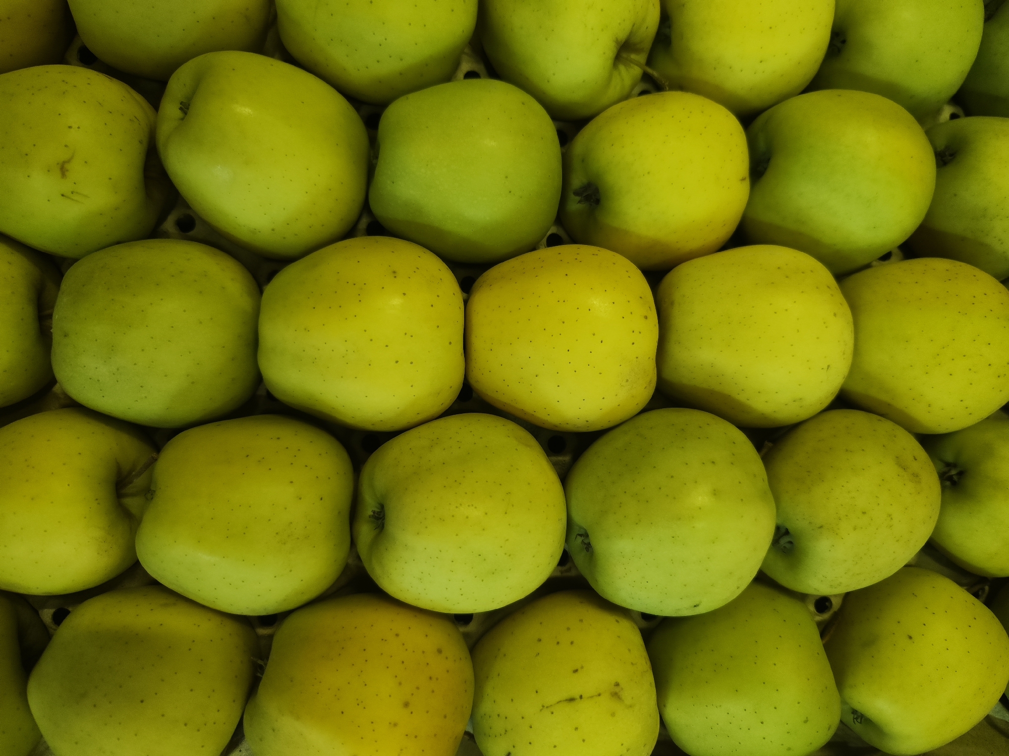 The image shows a densely packed arrangement of golden yellow apples. The apples are arranged in rows, suggesting they are placed within some kind of container, possibly a cardboard tray. The coloration of the apples varies slightly from a pale green-yellow to a brighter golden color. The scene is set in an indoor environment. The exact location of the image in the city of Chaikovsky, Russia, is not discernible from the visual information provided.