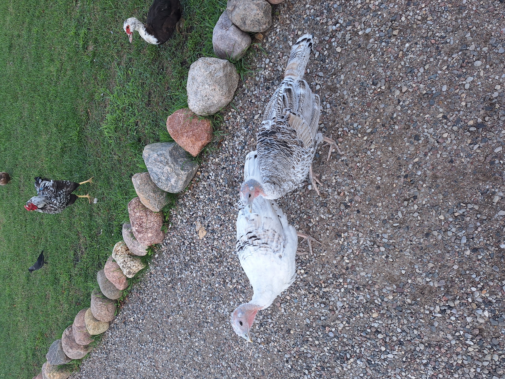 In Малахавецкі сельскі Савет, Belarus, a gravel pathway is bordered by a row of large, natural stones. Two turkeys, one predominantly white with black speckles and the other with a grey, white, and black patterned plumage, walk on the gravel. In the background, on a grassy area, a black and white rooster stands, and further back, a dark-colored duck with a red face and white markings is visible. Another small dark bird is seen on the grass to the left of the rooster. The scene appears to be an outdoor farm or rural setting.