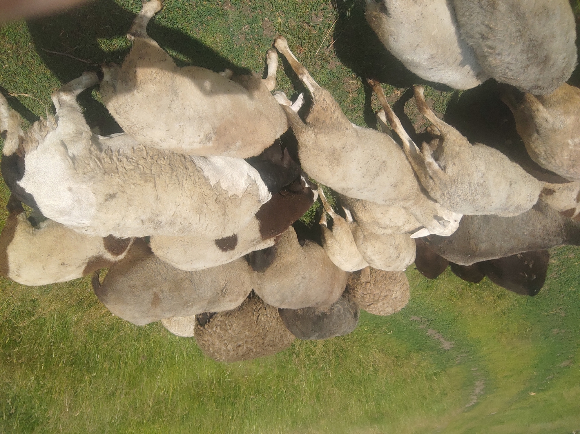 A flock of sheep graze in a grassy field on a sunny day. The sheep are of various colors, including white, brown, and black. They are gathered closely together, with some of them facing away from the camera. The field is covered in green grass, with a dirt path winding through it in the background. The overall scene is peaceful and natural. The location is Unknown, Unknown.