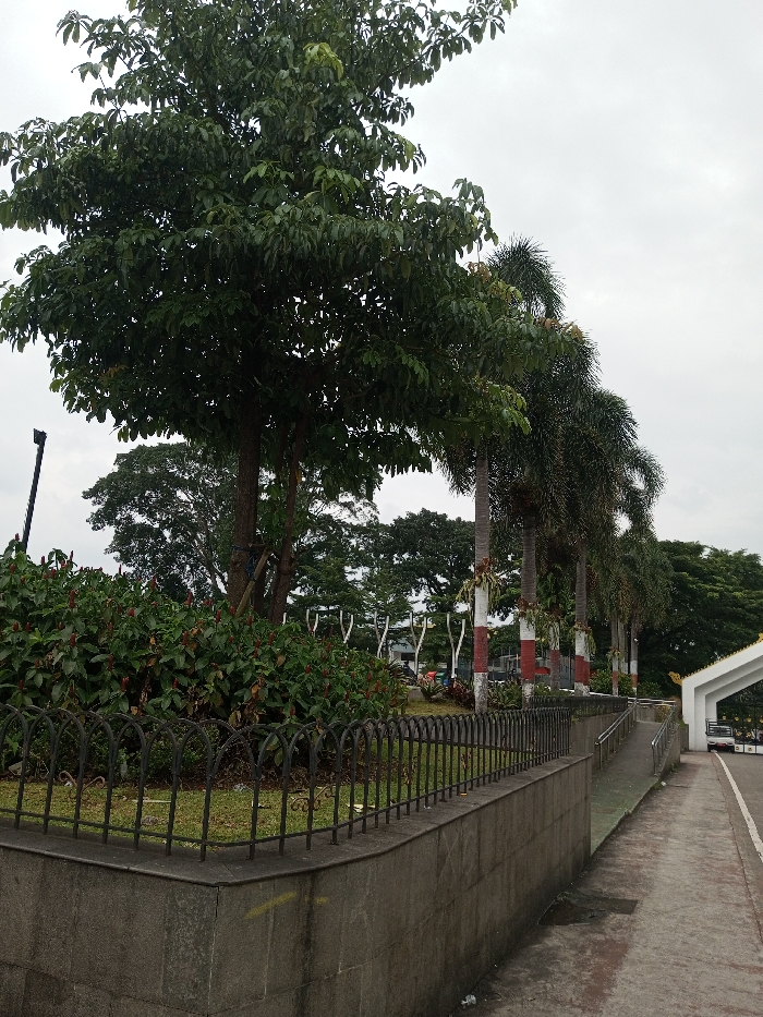 The scene depicts an outdoor public area in Daringbadi, India, observed under an overcast sky. In the foreground, a dark gray, multi-layered stone retaining wall is topped by a decorative black wrought-iron fence featuring arched segments. Behind this fence, a patch of green grass precedes a dense hedge of dark green foliage with reddish-brown floral structures. A large tree with a substantial trunk and a full, broad canopy of green leaves occupies the upper left. To its right, a linear arrangement of several slender palm trees stands, their lower trunks painted with alternating red and white horizontal stripes; some display attached plant arrangements. A paved walkway with a metal handrail descends along the right side of the retaining wall. In the background, a white arched gateway is visible, beneath which a white utility-style vehicle is parked. Additional green trees and indistinct white structures are discernible within the midground park space. No individuals, actions, or interactions are present.