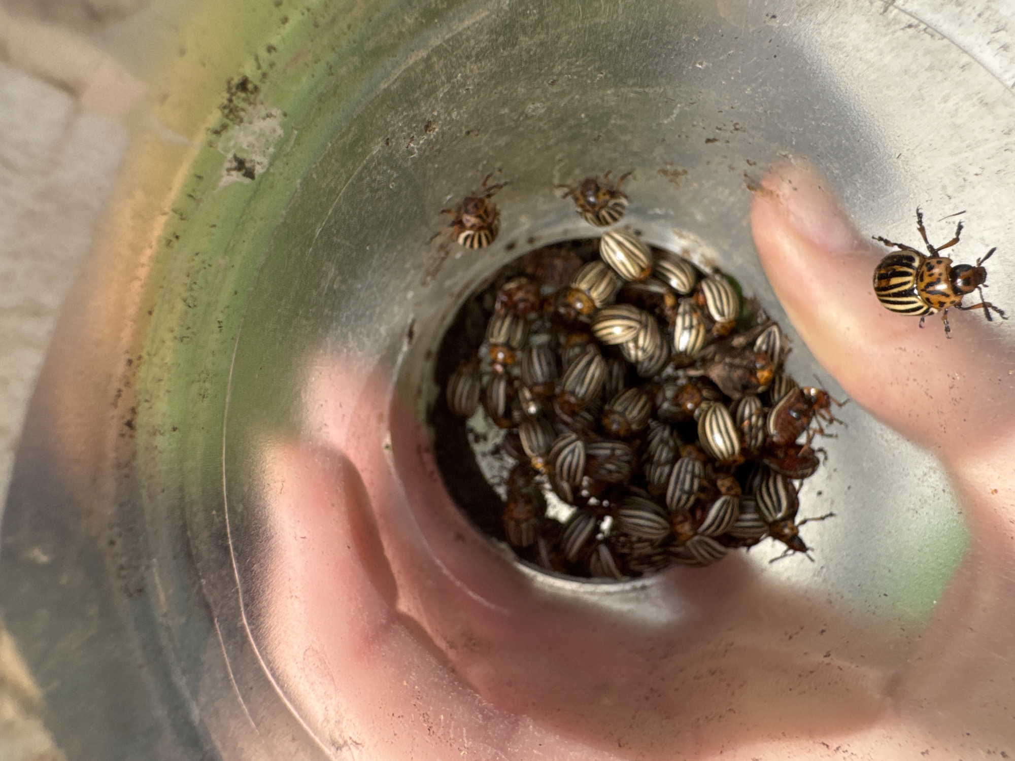 A human hand holds a metal can filled with a large cluster of Colorado potato beetles. One beetle is also crawling on the outside of the can. The location is unknown.