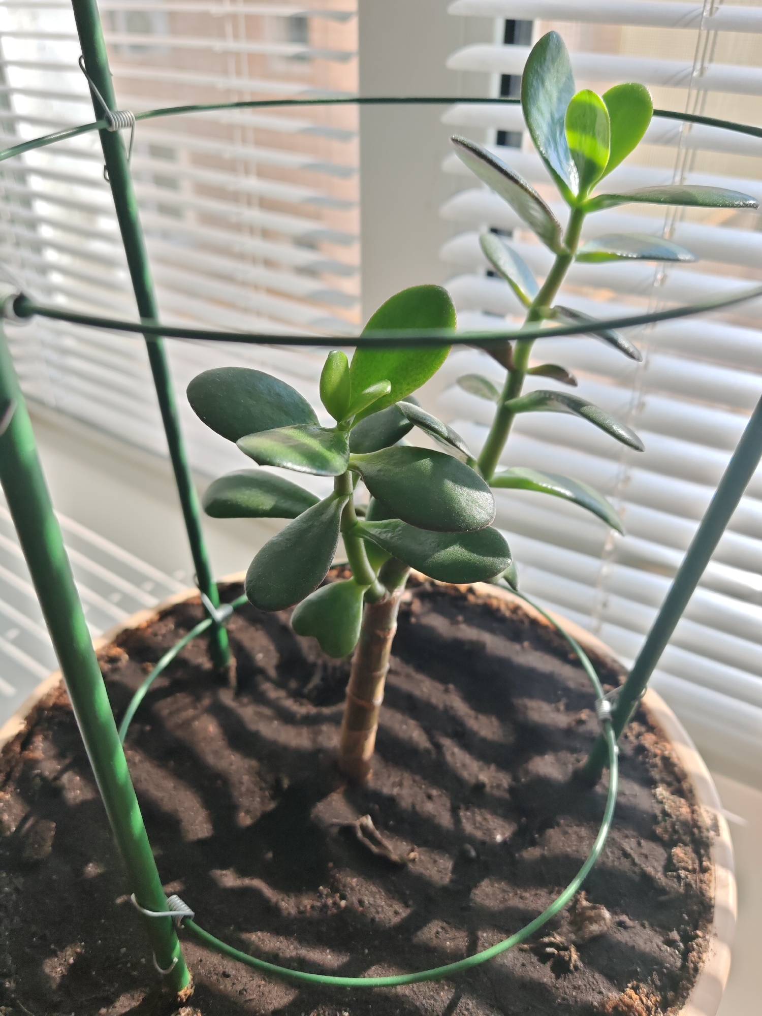 A potted jade plant with green leaves and a brown stem is placed on a windowsill. The plant is supported by a green metal cage. The background consists of white window blinds with sunlight streaming through them. The scene is likely indoors, possibly in a residential setting, in the city of Kumertau, Russia.