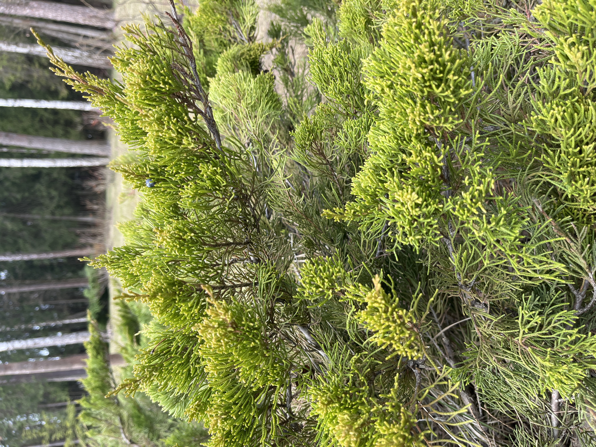 A close-up shot of a juniper bush with bright green and yellow foliage. The background shows blurry white birch trees. The location is likely Dobrynya, Russia. A single blue berry is visible on one of the branches.