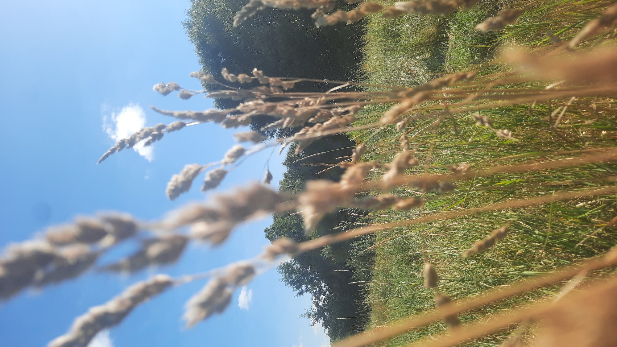 The image depicts a close-up view of dry grass stalks in the foreground, with a blurred background of a green field and trees under a bright blue sky with a few white clouds. The scene appears to be an outdoor natural environment, possibly a meadow or park, with no visible people or man-made structures. The lighting suggests it is daytime, likely sunny. The location is identified as the city of Шклоў, Belarus.