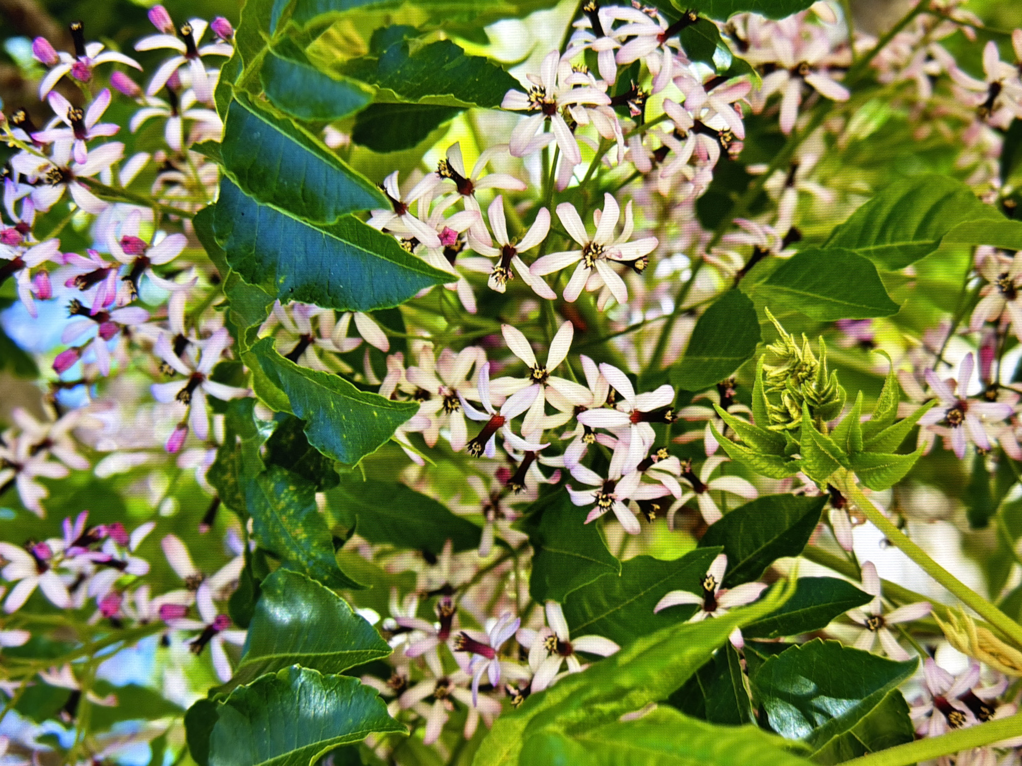 The image depicts a close-up view of a flowering tree with clusters of small, delicate pink and white flowers, interspersed with lush green leaves. The flowers have five petals and dark centers. The lighting suggests it is daytime, with bright sunlight illuminating the foliage and blossoms, creating highlights and shadows. The background is blurred, hinting at a natural outdoor setting, possibly a park or garden. The image is taken from a low angle, looking upwards into the branches. The setting is not identifiable as being in Kyiv, Ukraine.