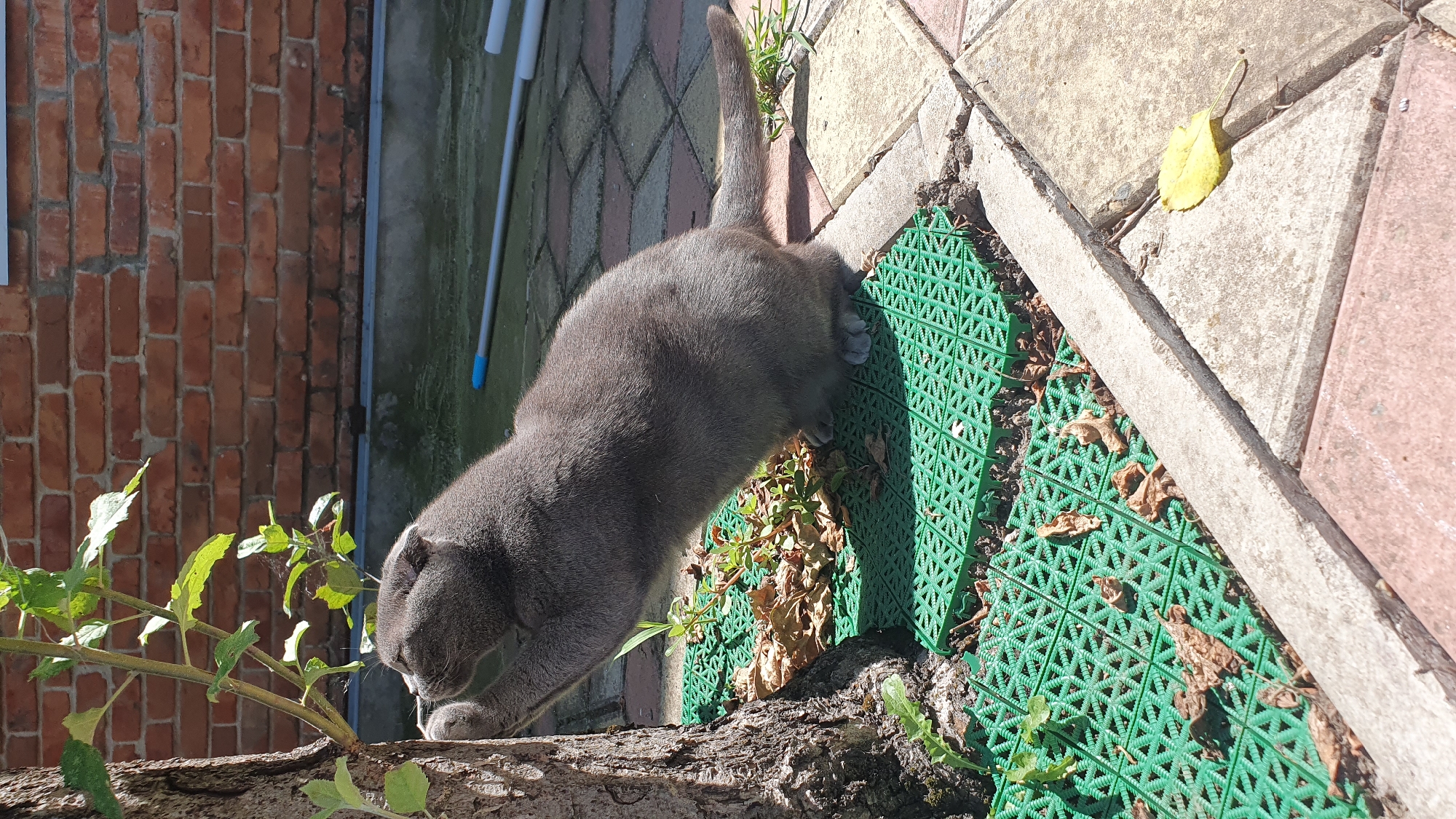 A gray cat with folded ears is scratching the bark of a tree. The cat is on a green plastic mat placed on a patio made of brick and concrete pavers. There are dry leaves on the mat and some green plants. In the background, a red brick wall is visible, and a blue-tipped pole lies on the ground. The scene appears to be in a yard or garden, likely in Ust-Labinsk, Russia, given the context.