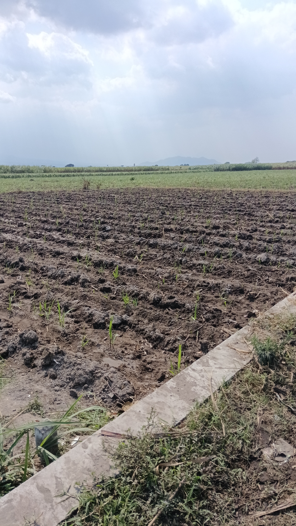 The image depicts a cultivated field in Cendono, Indonesia, under a partly cloudy sky. The foreground shows rows of newly planted crops, likely sugarcane, emerging from dark, tilled soil. A concrete border runs diagonally across the lower right of the frame, separating the field from a patch of dry grass and some green vegetation. In the middle ground, a wider expanse of green crops, possibly a more mature field, stretches towards the horizon. The background features a distant treeline and rolling hills under a soft, diffused light, suggesting it is either early morning or late afternoon. There are no people visible in the image. The overall scene is one of agricultural activity and the natural landscape of the Indonesian countryside.