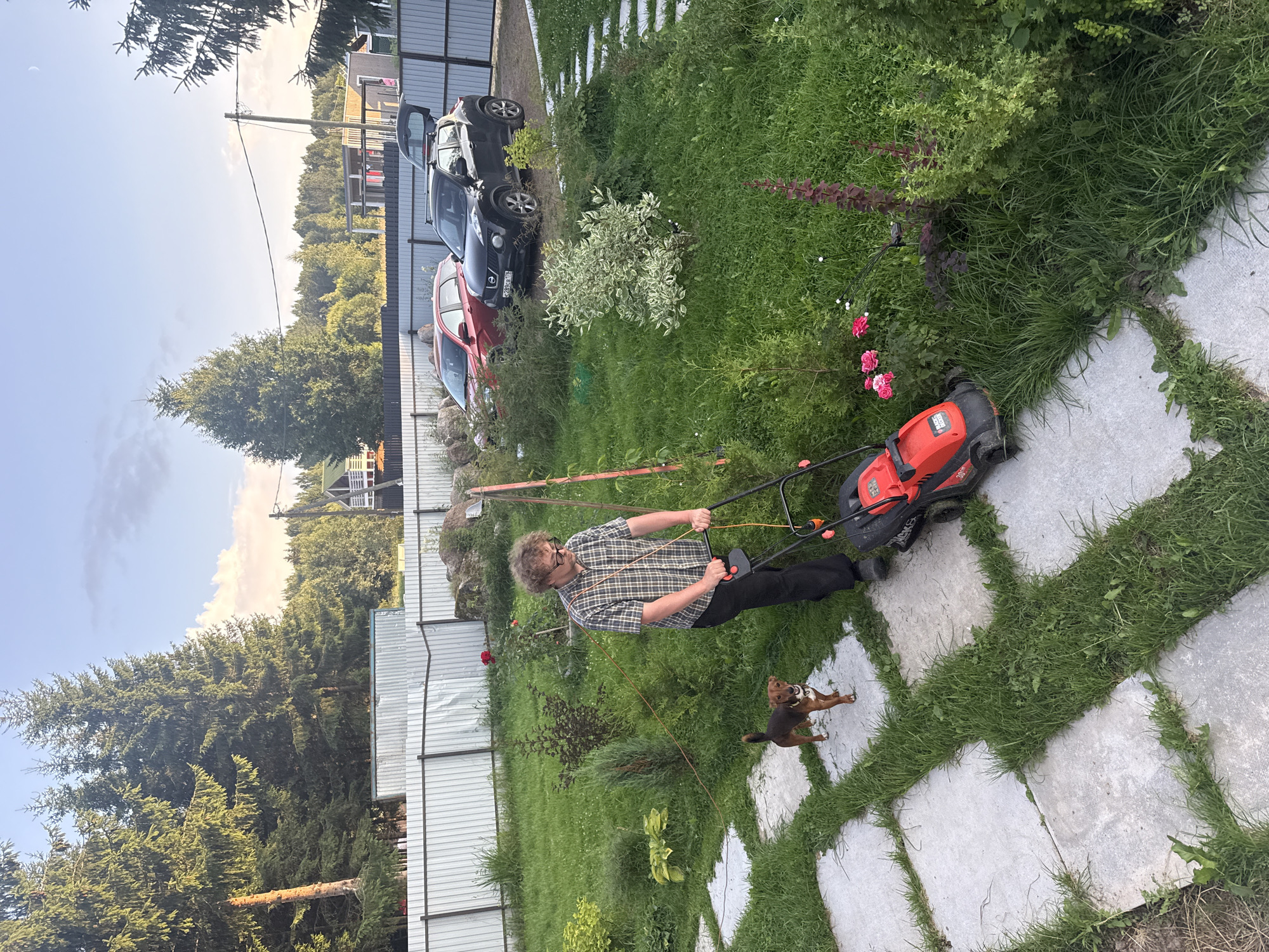 A man with curly brown hair, wearing glasses, a plaid shirt, and black pants, is mowing a lawn in a backyard. He is pushing a red and black lawnmower. A small brown dog with a white collar is standing on the grass next to him. The backyard is green and lush, with a stone pathway and several bushes and flowers, including pink roses. In the background, there is a fence, two cars (a red station wagon and a black SUV with its trunk open), and a few houses. Tall evergreen trees line the perimeter of the yard. The sky is partly cloudy with a hint of sunset. The image appears to be taken in the city of Lyady, Russia.
