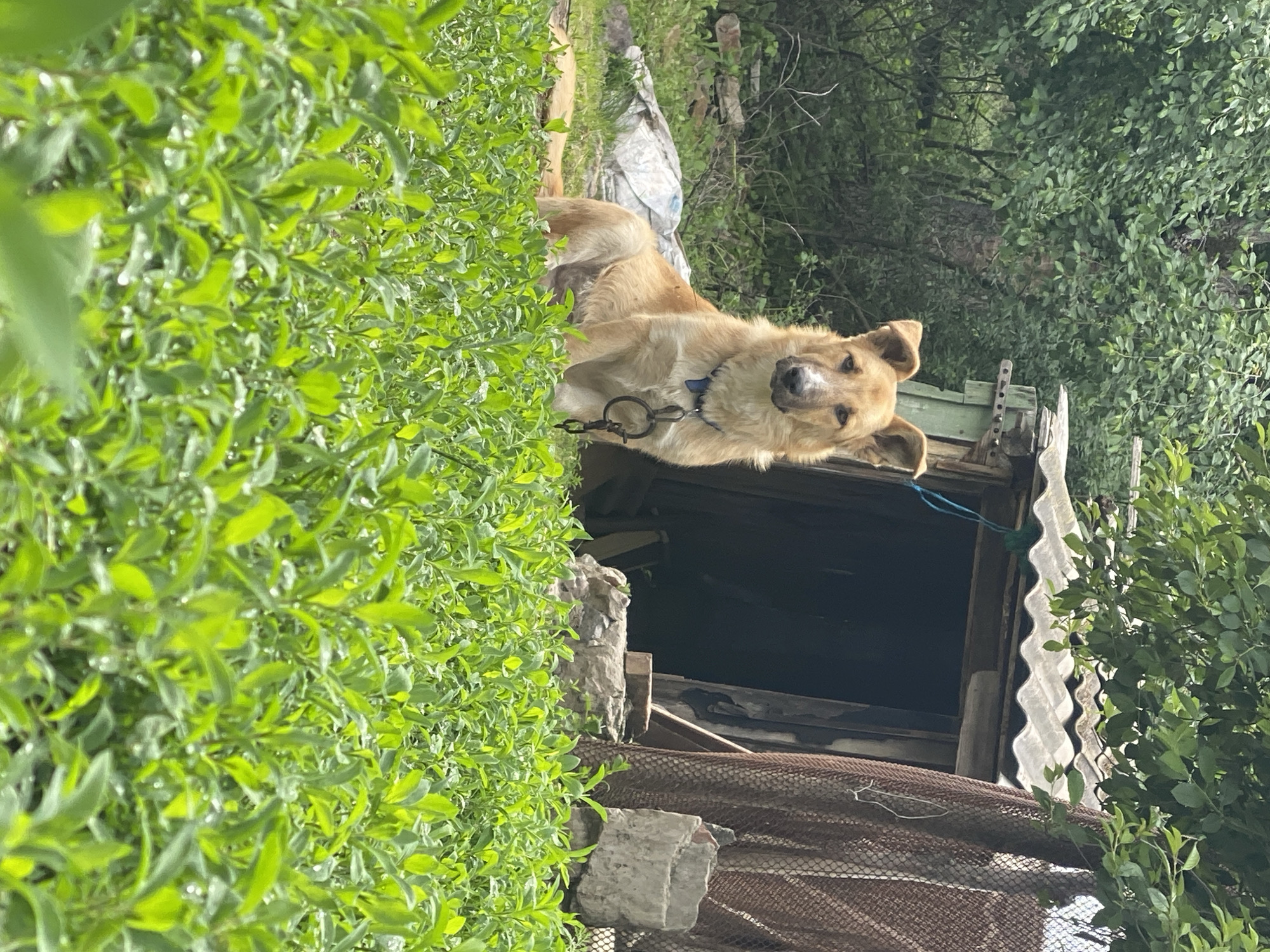 A medium-sized, light brown dog with a blue collar and attached metal leash rests near a dilapidated wooden structure with a corrugated roof in a densely overgrown area. The dog is looking at the camera with its head slightly tilted. The foliage surrounding the dog is green and dense. A partially visible wire mesh fence is at the base of the structure, which sits amongst vegetation and trees in Matyashivka, Ukraine.