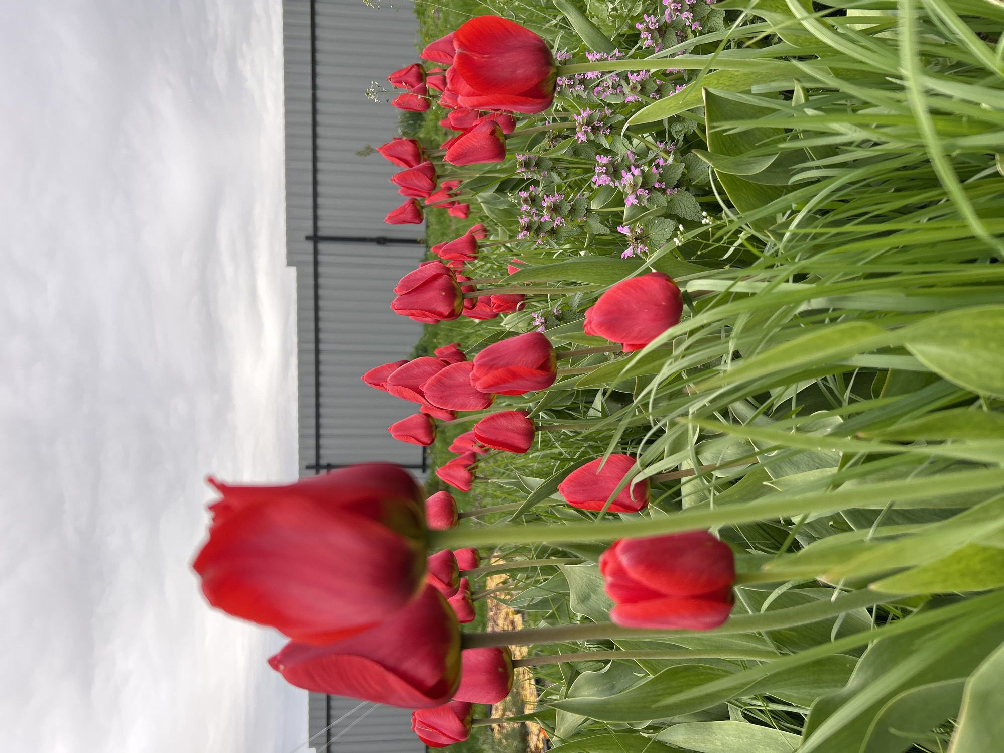A ground-level, vertically-oriented photograph shows a row of red tulips in bloom next to a fence. The tulips are the primary subject, positioned from the foreground into the distance. The fence, made of gray metal panels with vertical black posts, is visible in the background. A variety of green grasses and broad leaves fill the spaces around the tulips. Small purple flowers grow amongst the tulips and grass in the background. Above the fence, a pale, overcast sky fills the upper portion of the frame. The scene appears to be in a garden setting. While specific details cannot confirm Meshchovsk, Russia, the location appears to be a residential area.